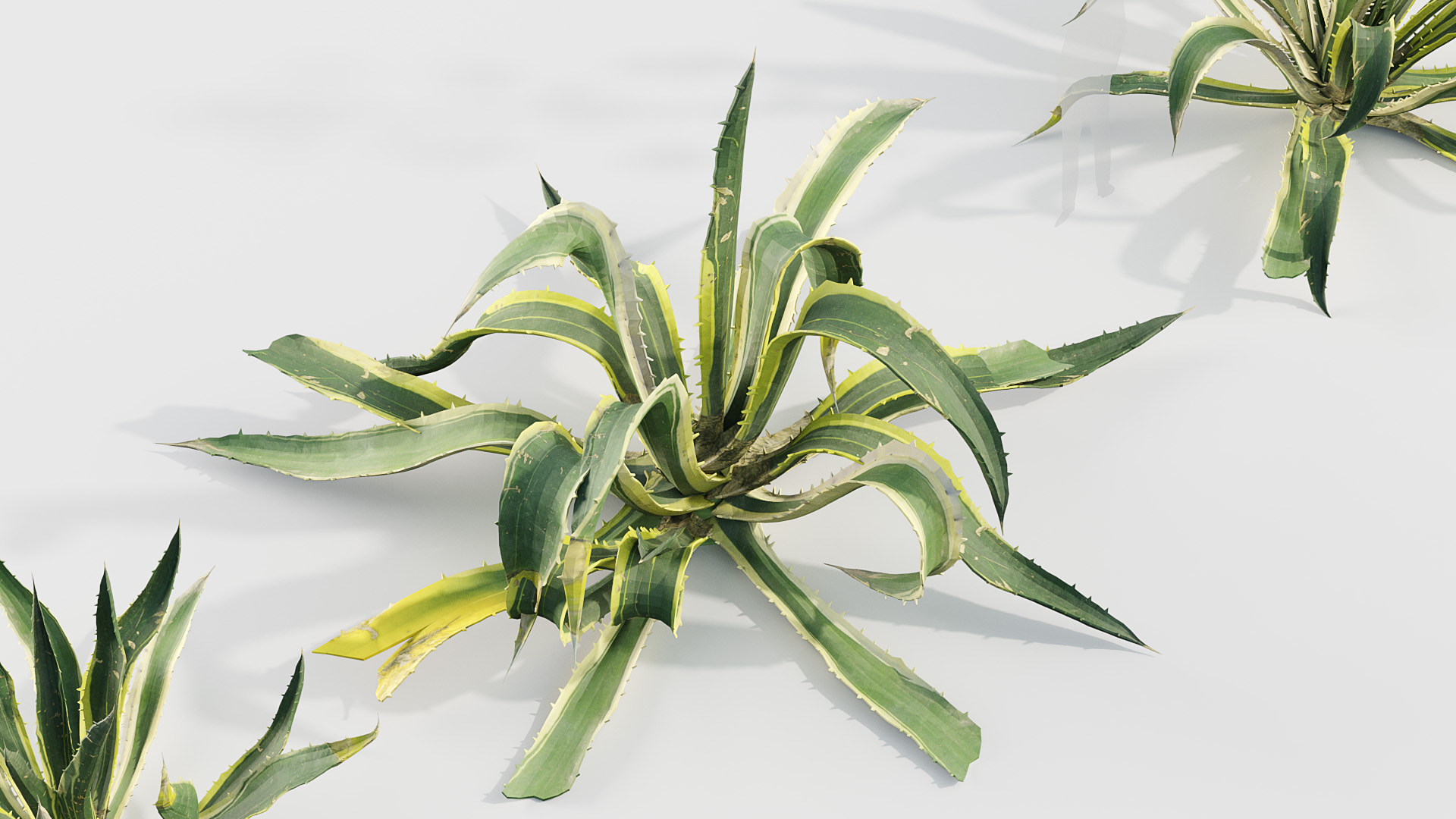 BC_PM_P015_Agave_americana_04