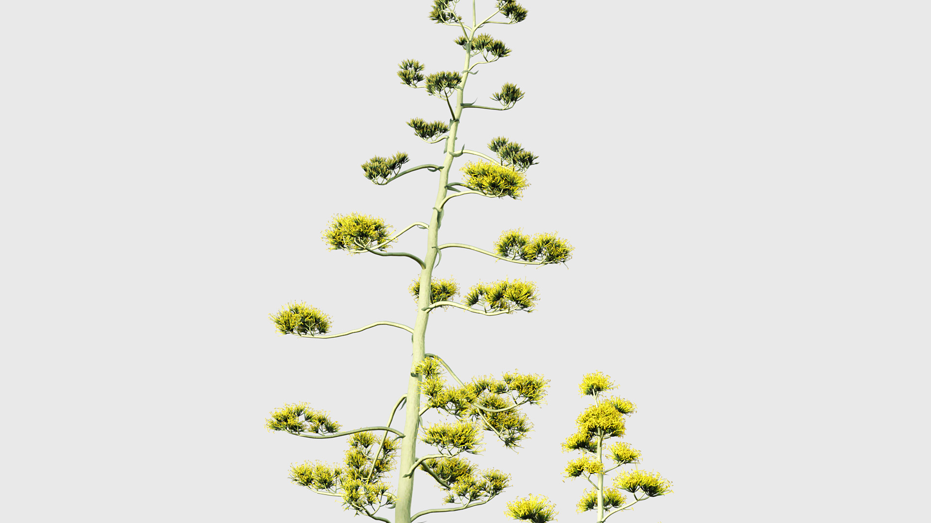 BC_PM_P015_Agave_americana_05