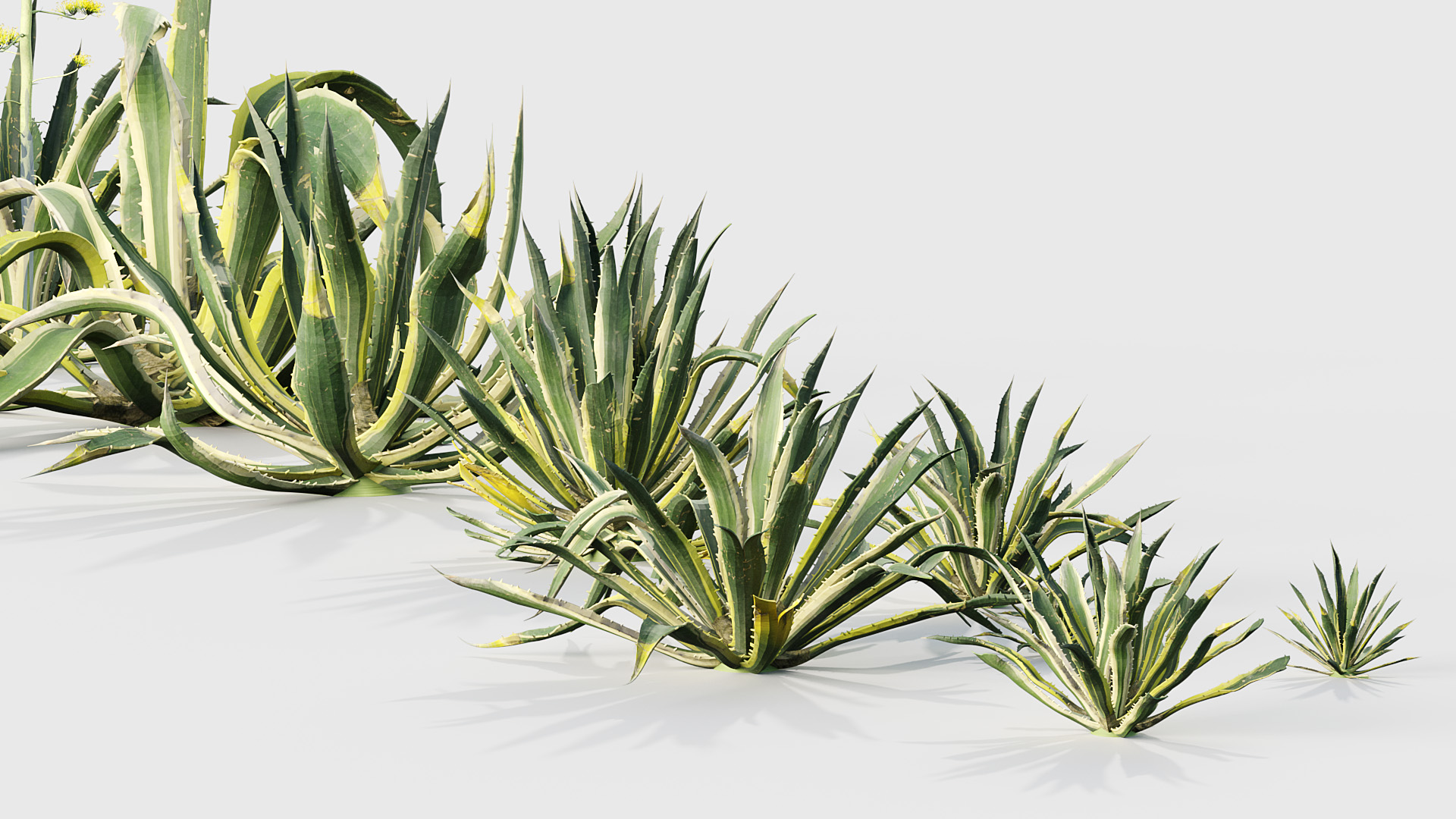 BC_PM_P015_Agave_americana_06