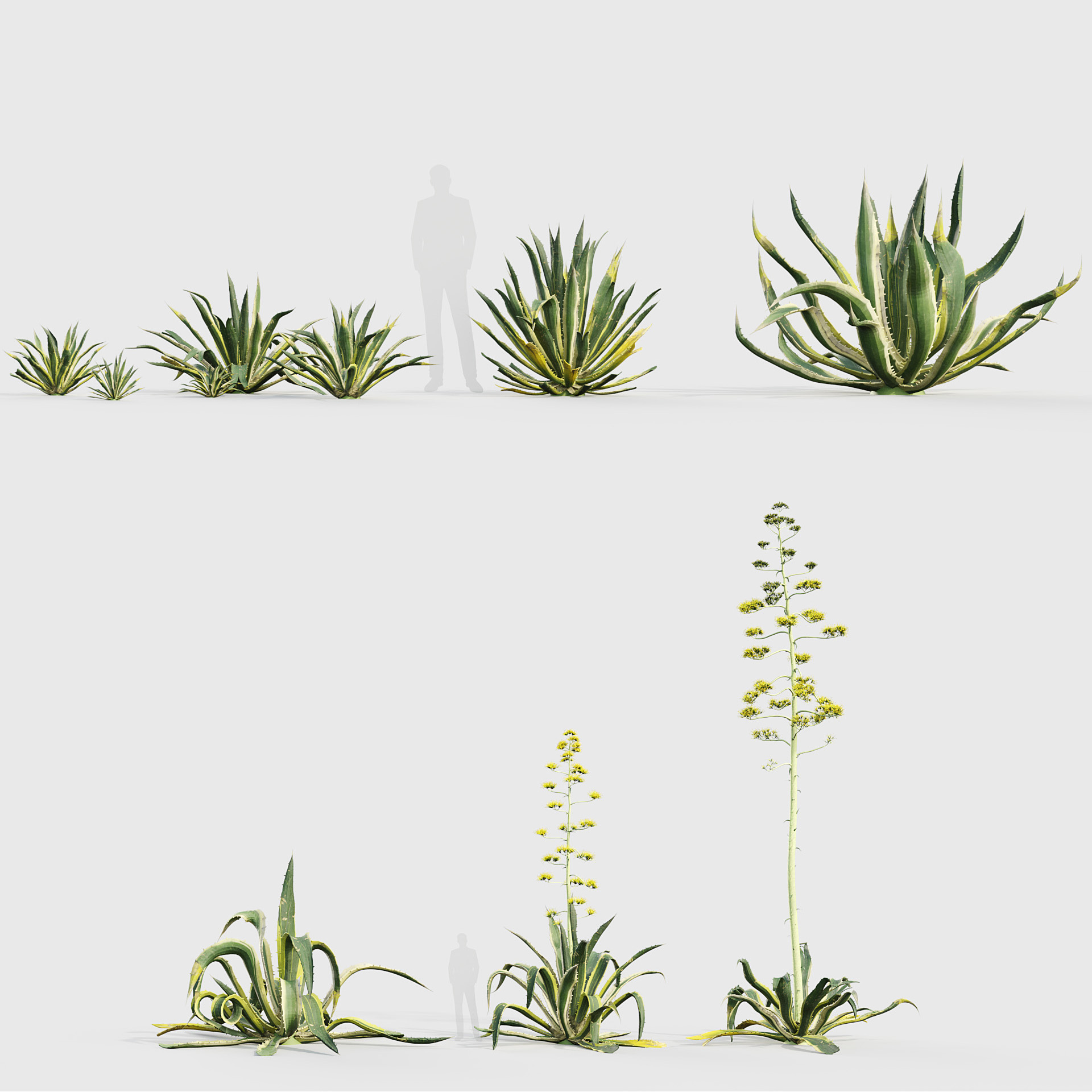 BC_PM_P015_Agave_americana_PRV