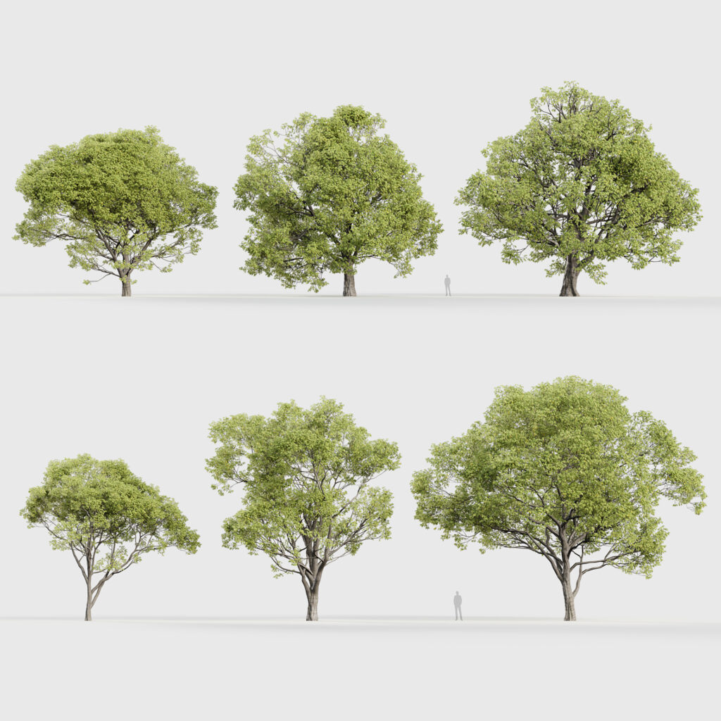 Hackberry Scale Celtis australis – Mediterranean hackberry 3D Model – Free 3D model for ...