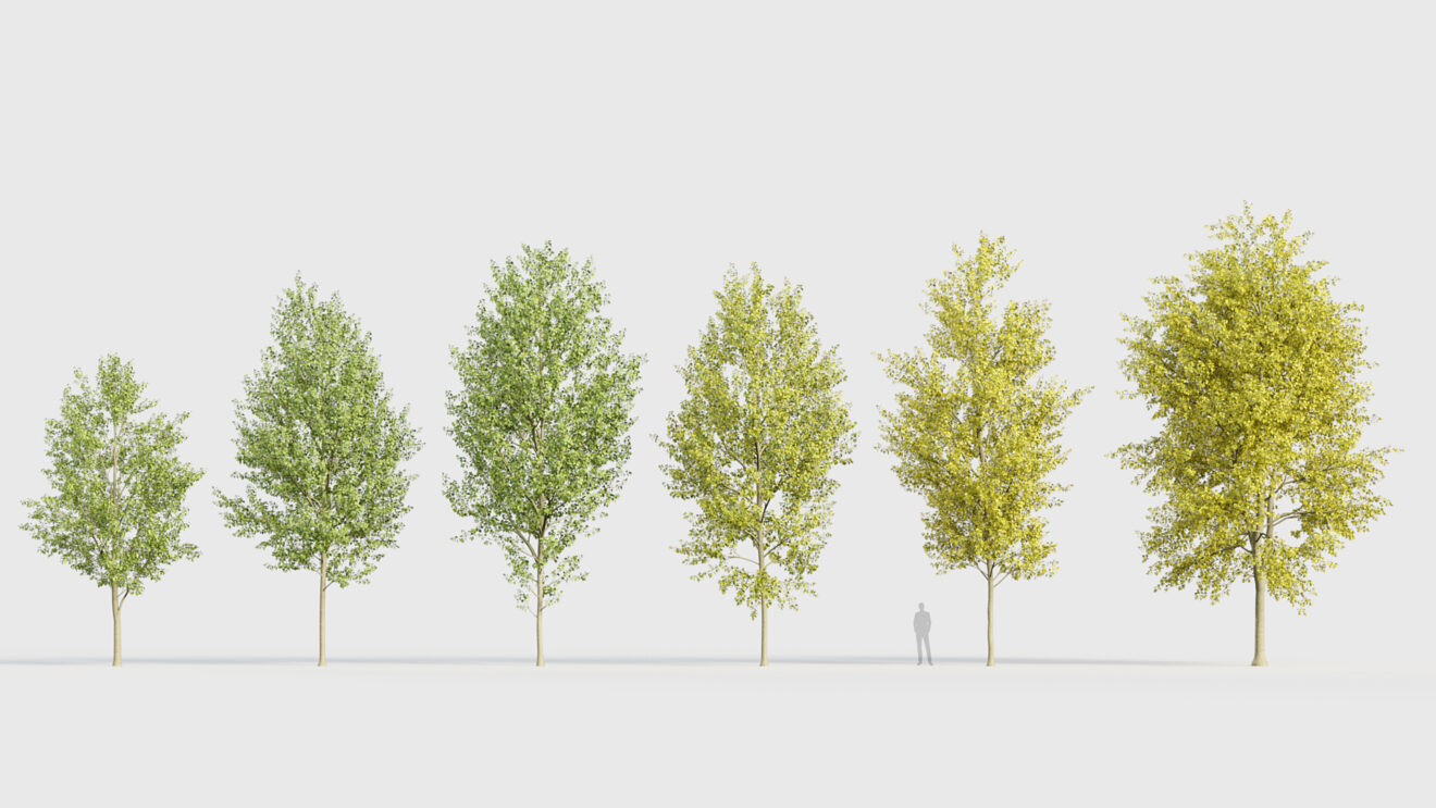 Populus x canadensis – Canadian poplar 3D Model – Free 3D model for design.