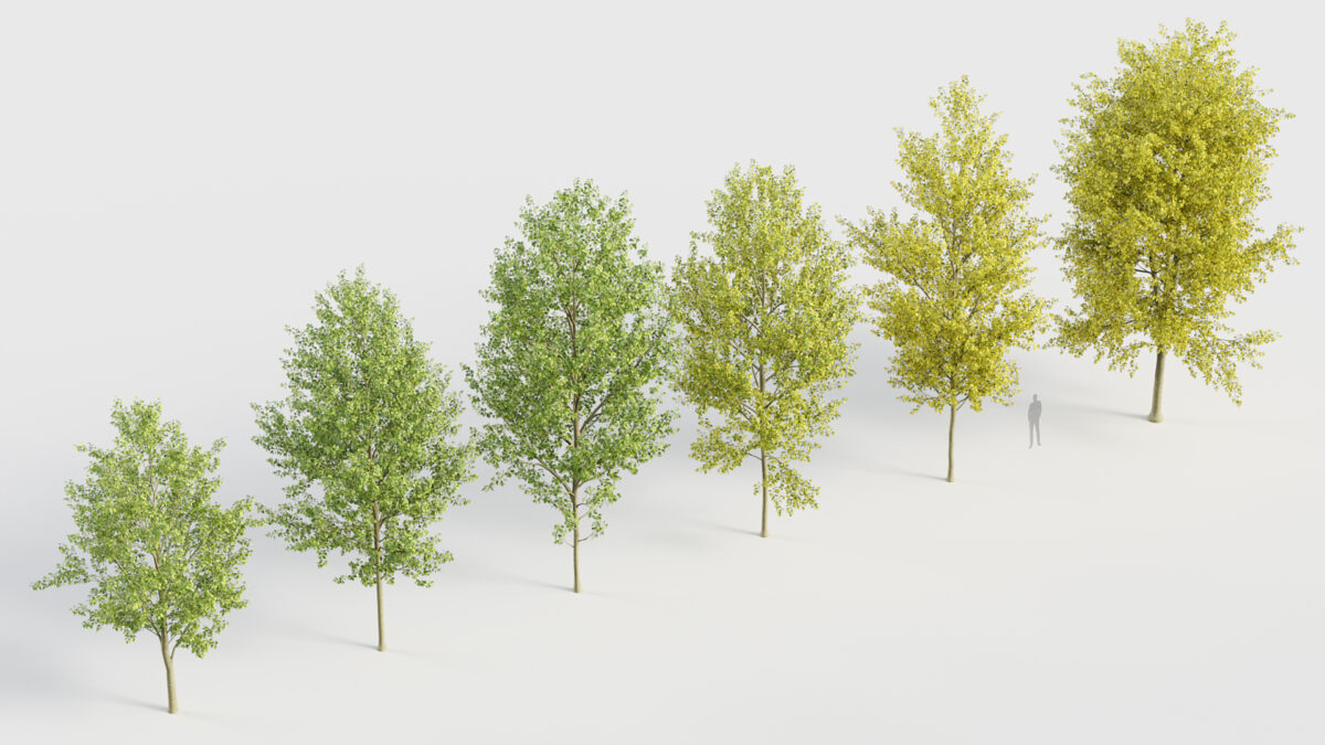 Populus x canadensis – Canadian poplar 3D Model – Free 3D model for design.