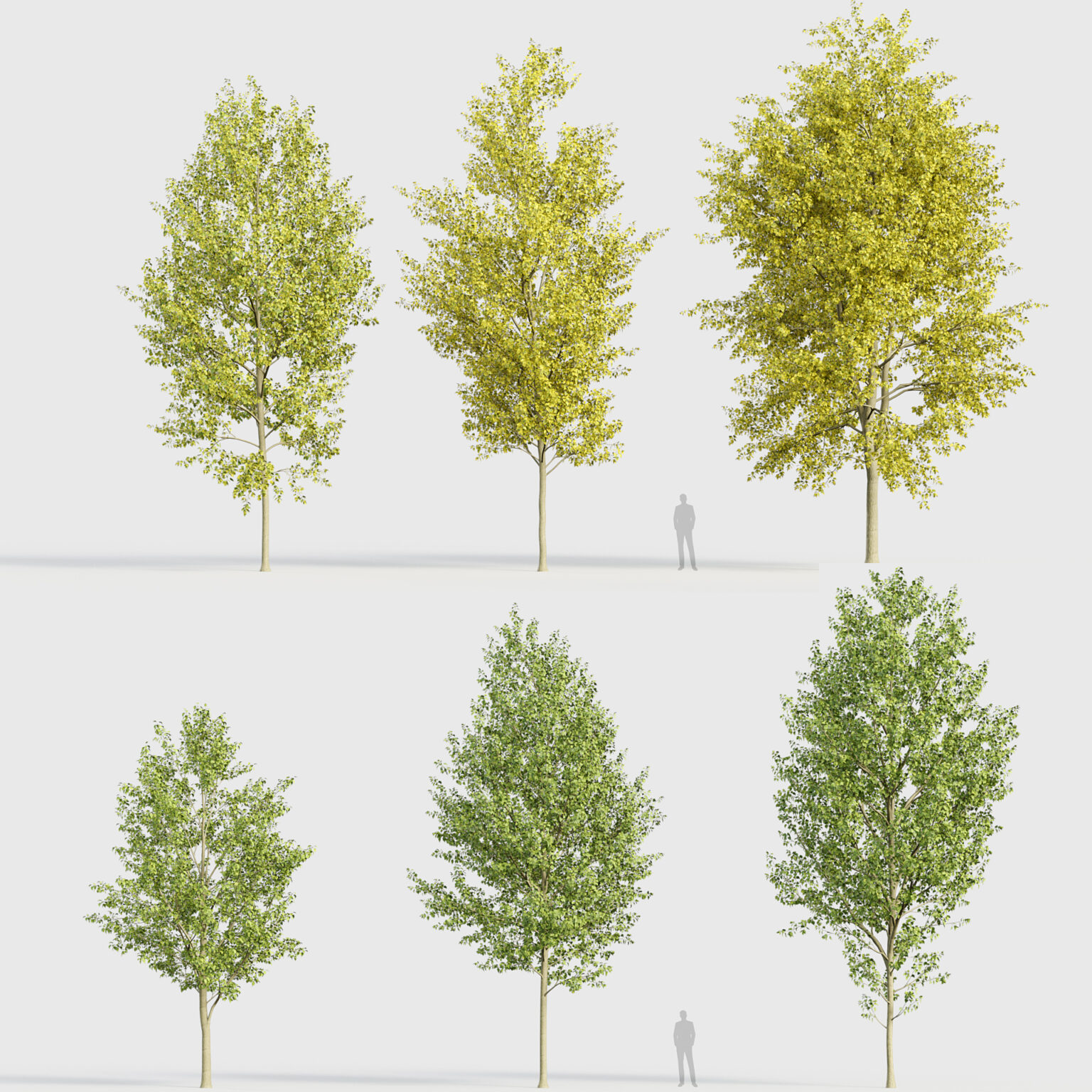 Populus x canadensis – Canadian poplar 3D Model – Free 3D model for design.