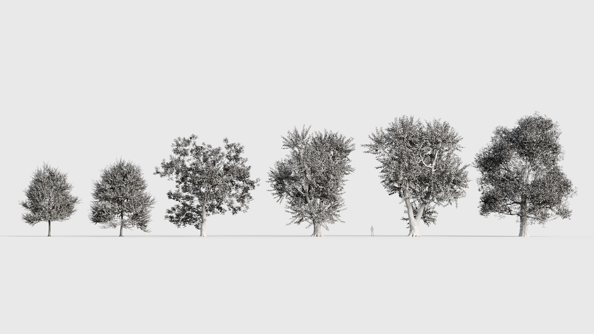 BC_PM_P016_Ulmus_laevis_Wire