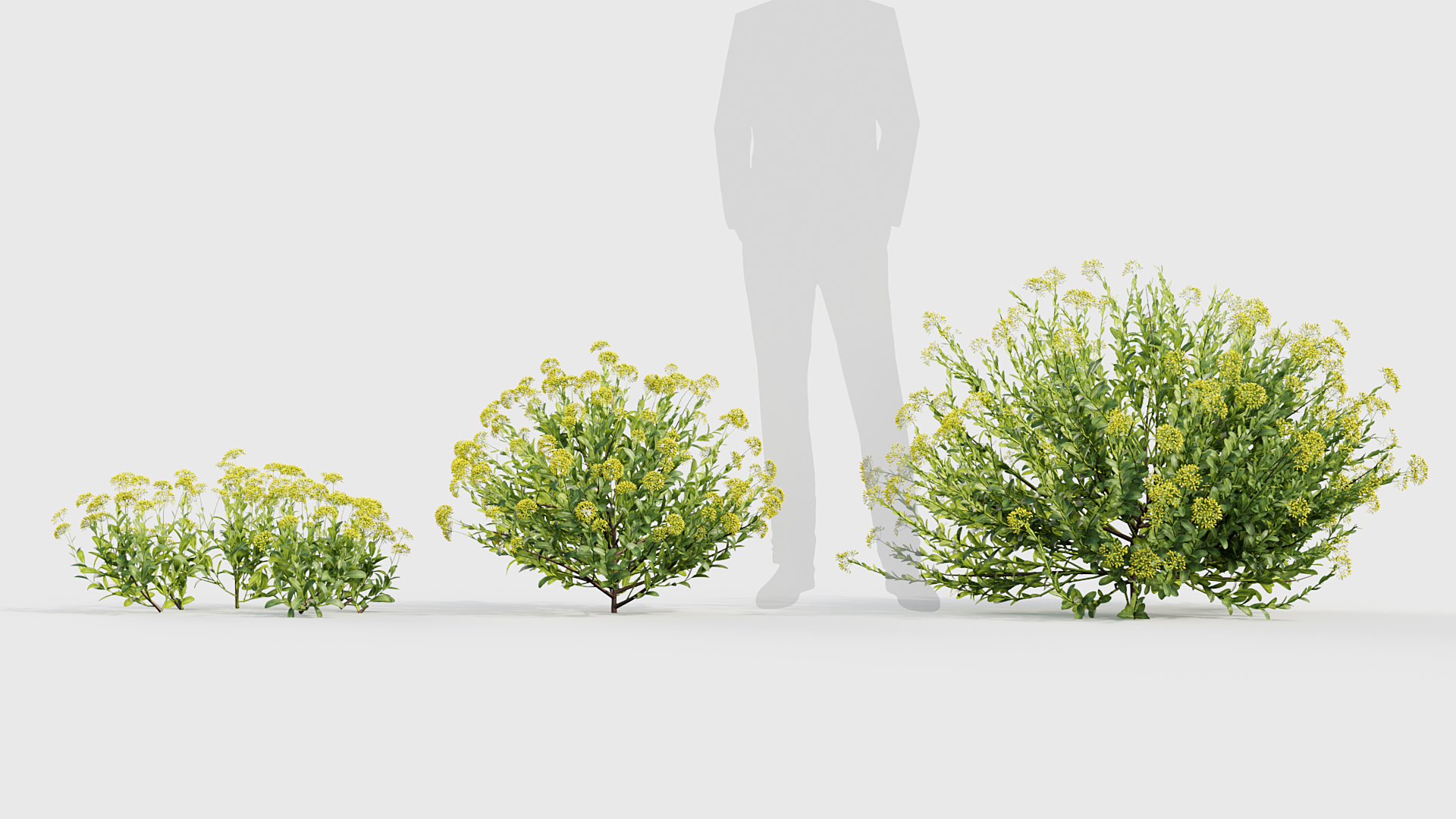 BC_PM_P017_Bupleurum_fruticosum_01