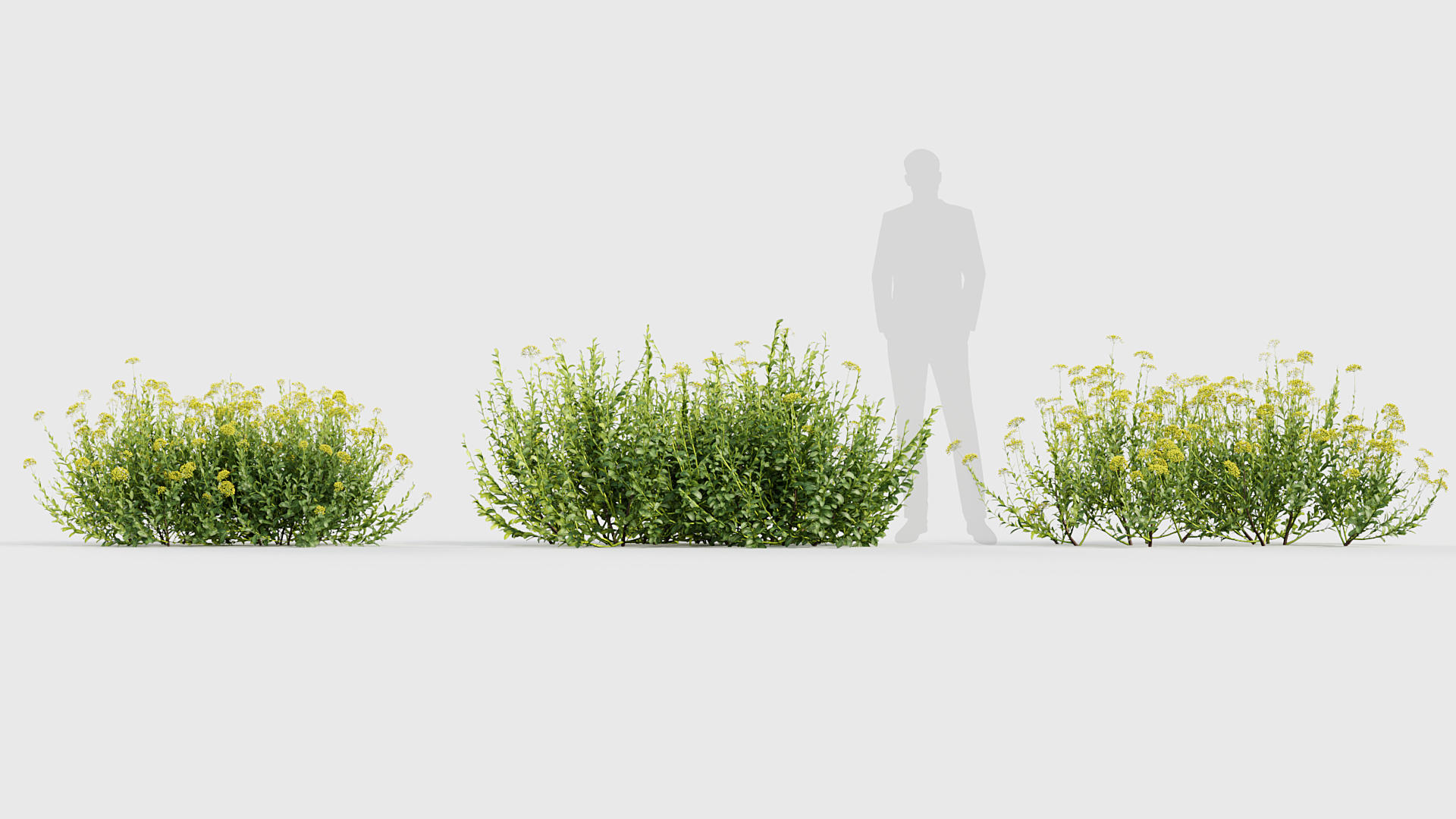 BC_PM_P017_Bupleurum_fruticosum_02