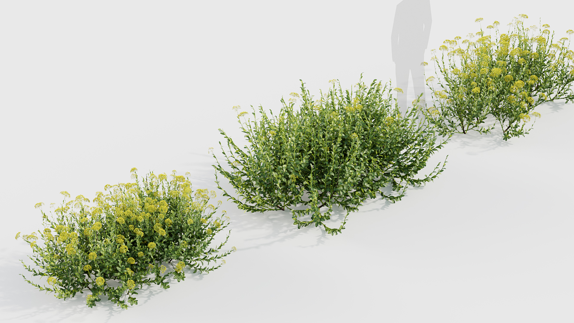 BC_PM_P017_Bupleurum_fruticosum_05