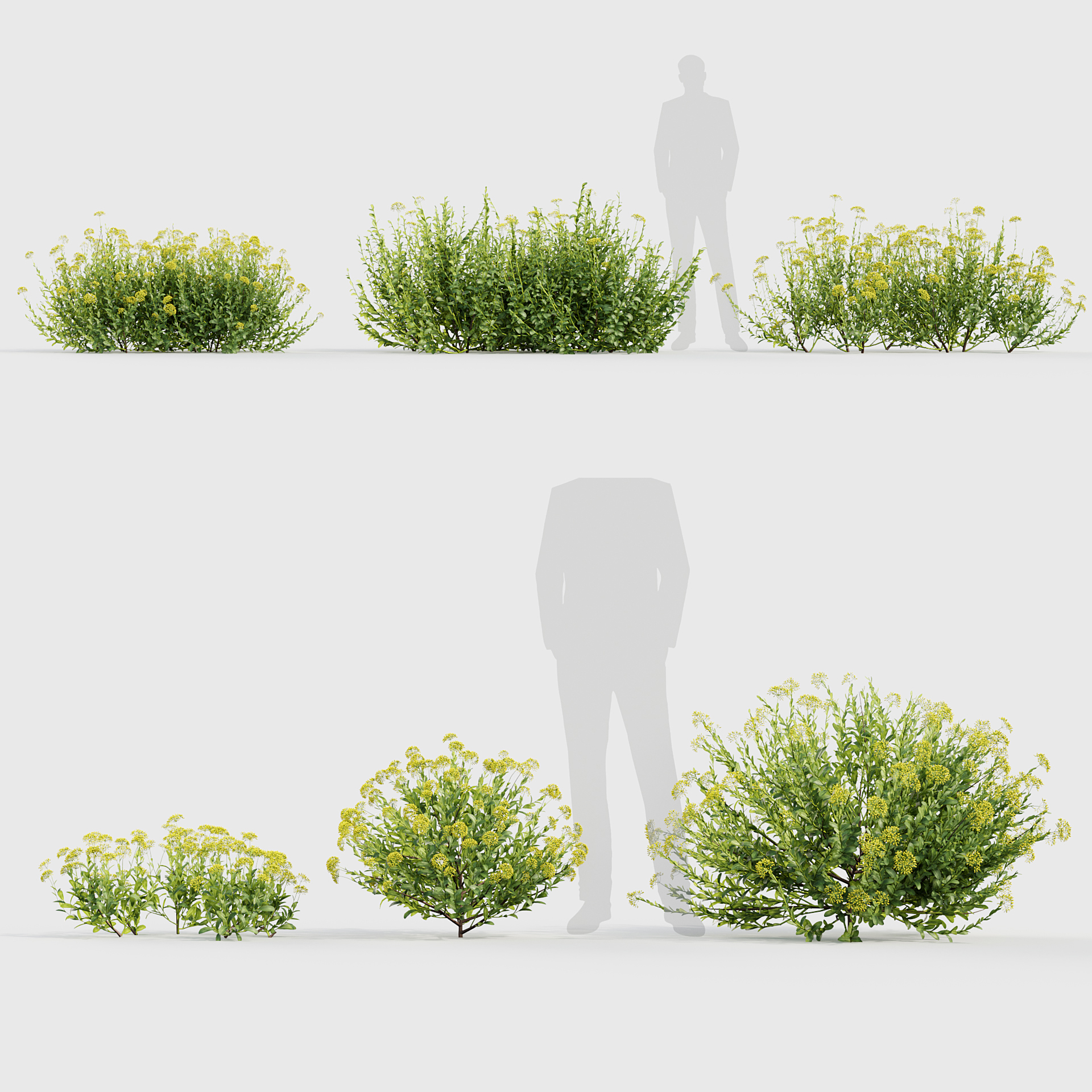 BC_PM_P017_Bupleurum_fruticosum_PRV