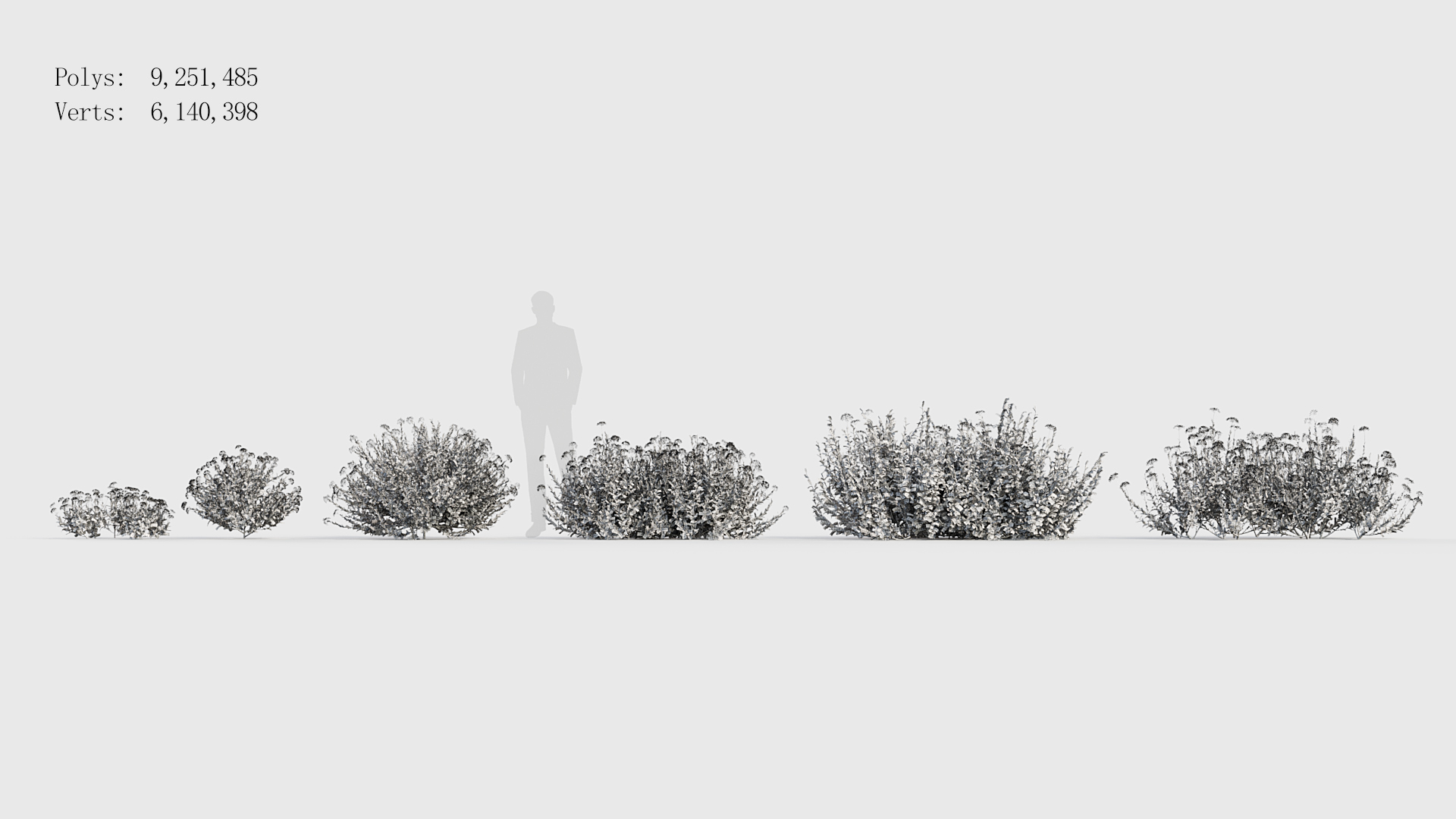 BC_PM_P017_Bupleurum_fruticosum_Wire