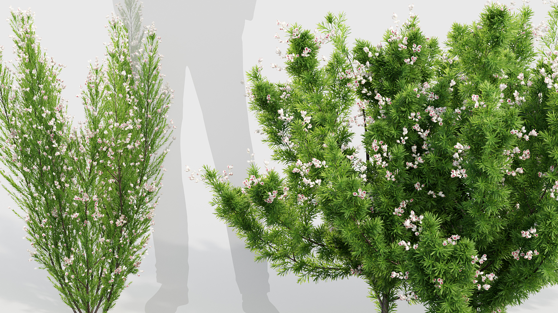 BC_PM_P017_Erica_Arborea_03