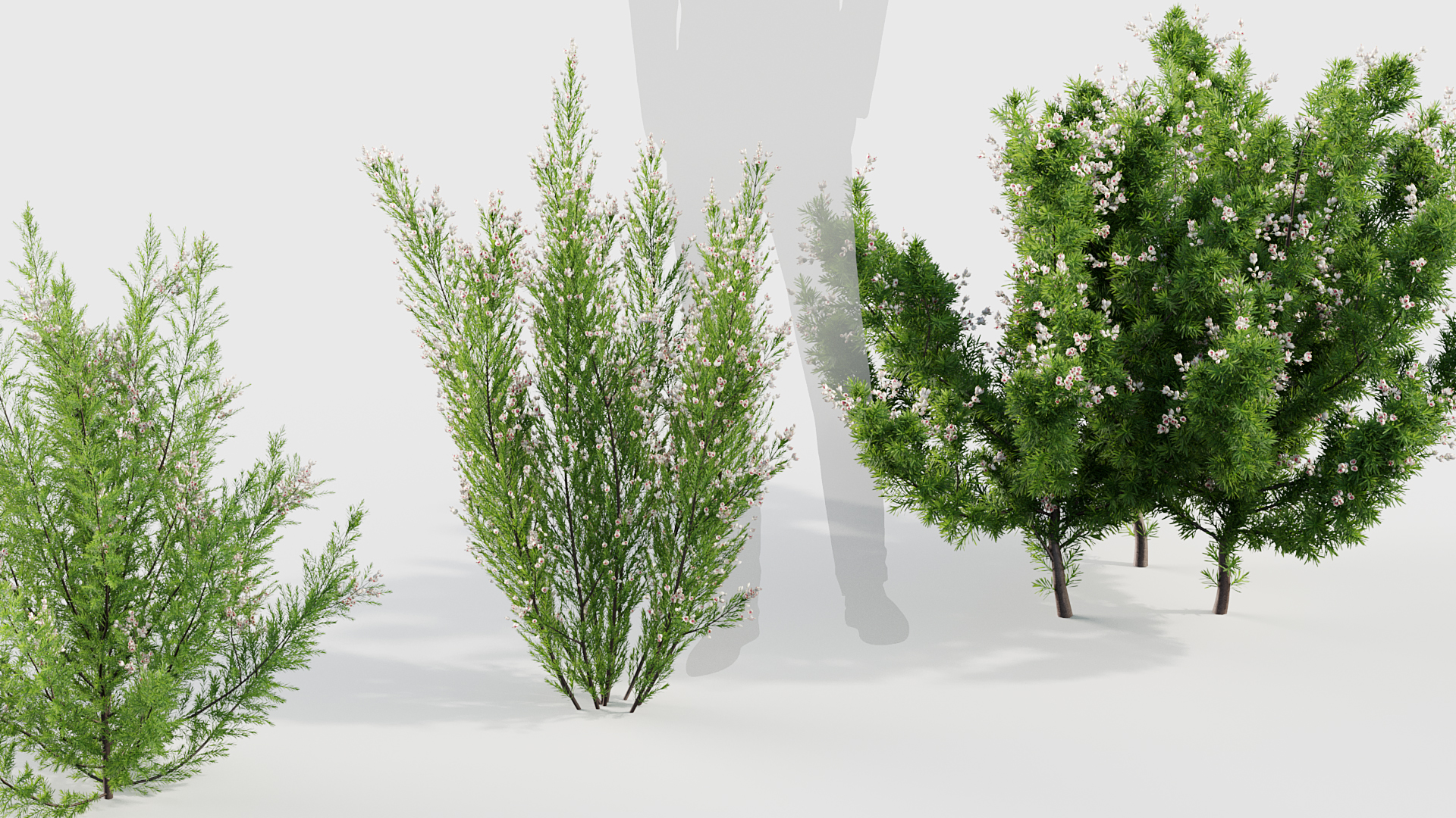 BC_PM_P017_Erica_Arborea_04