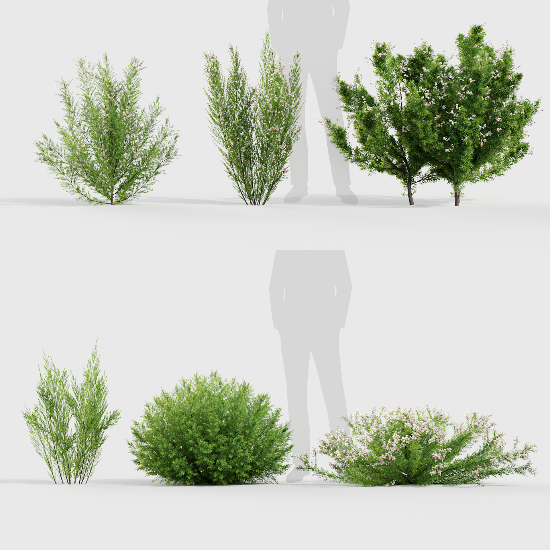 BC_PM_P017_Erica_Arborea_PRV