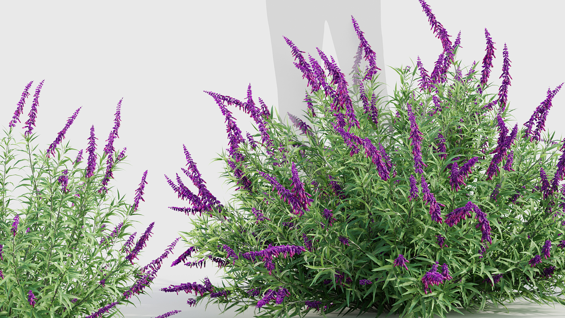 BC_PM_P017_Mexican_Bush_Sage_03