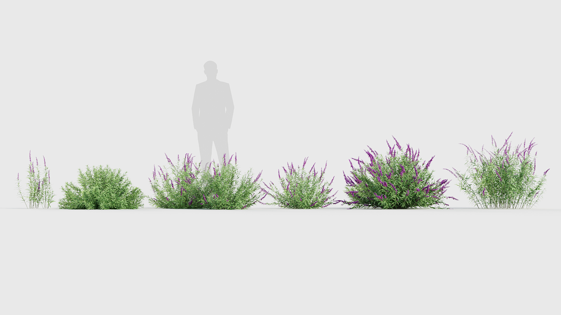 BC_PM_P017_Mexican_Bush_Sage_06