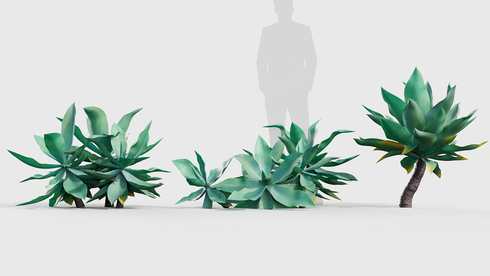 BC_PM_P020_Agave_attenuata_01_03