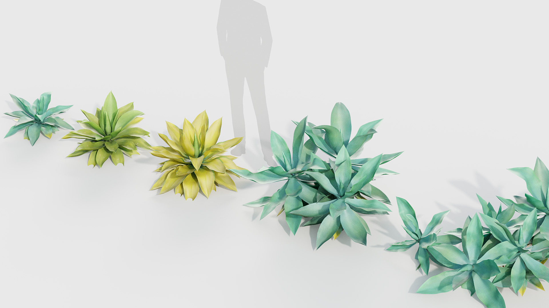 BC_PM_P020_Agave_attenuata_01_05