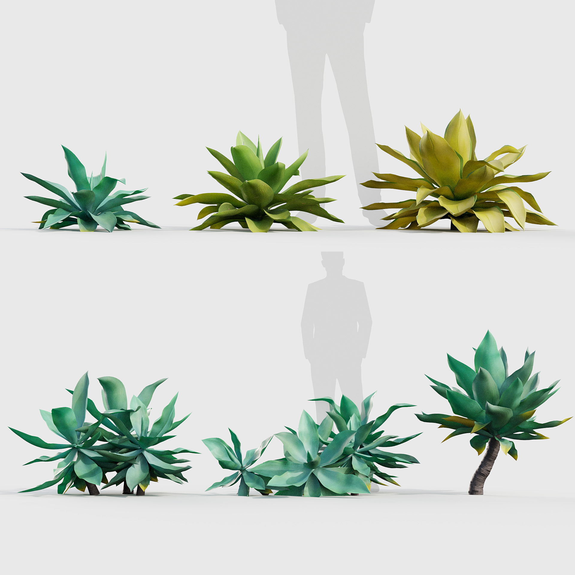 BC_PM_P020_Agave_attenuata_01_PRV