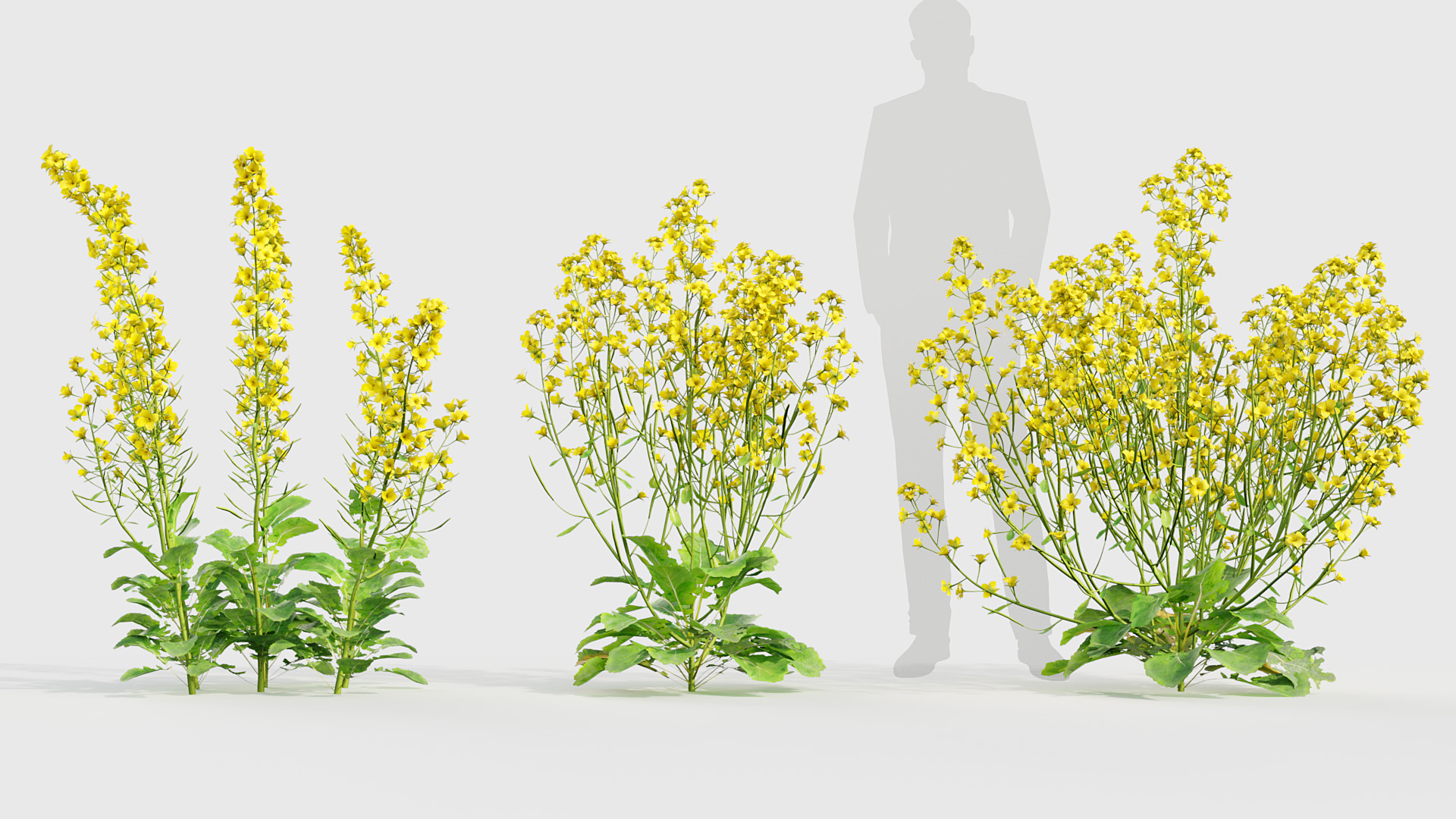 BC_PM_P020_Brassica_napus_01_03