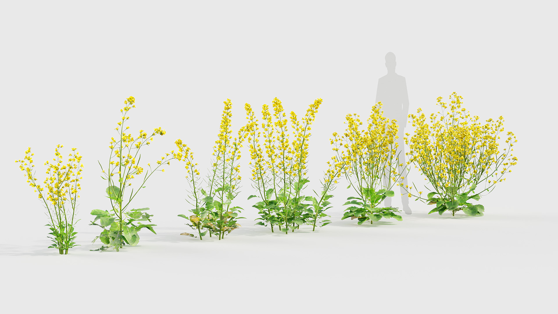 BC_PM_P020_Brassica_napus_01_05