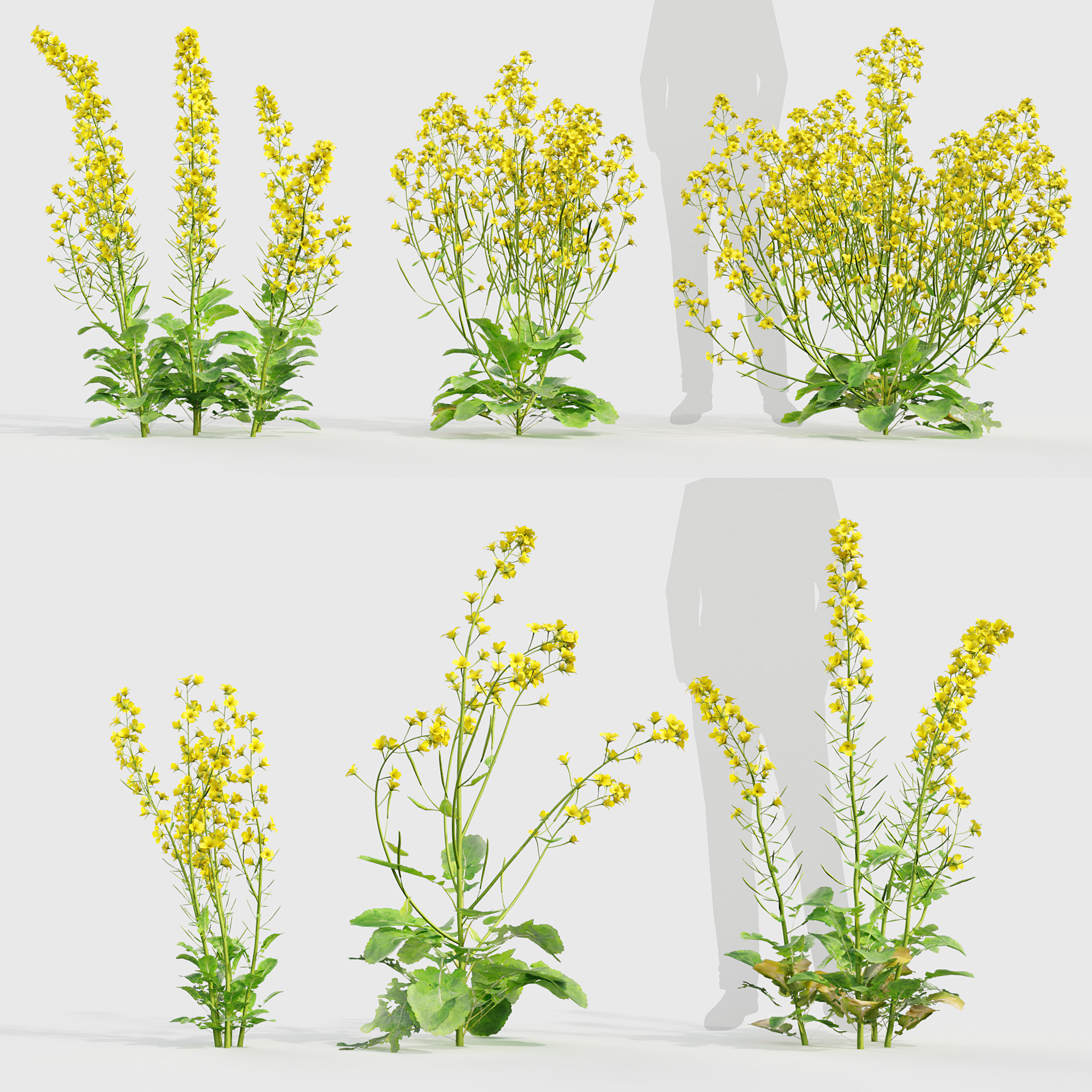 BC_PM_P020_Brassica_napus_01_PRV