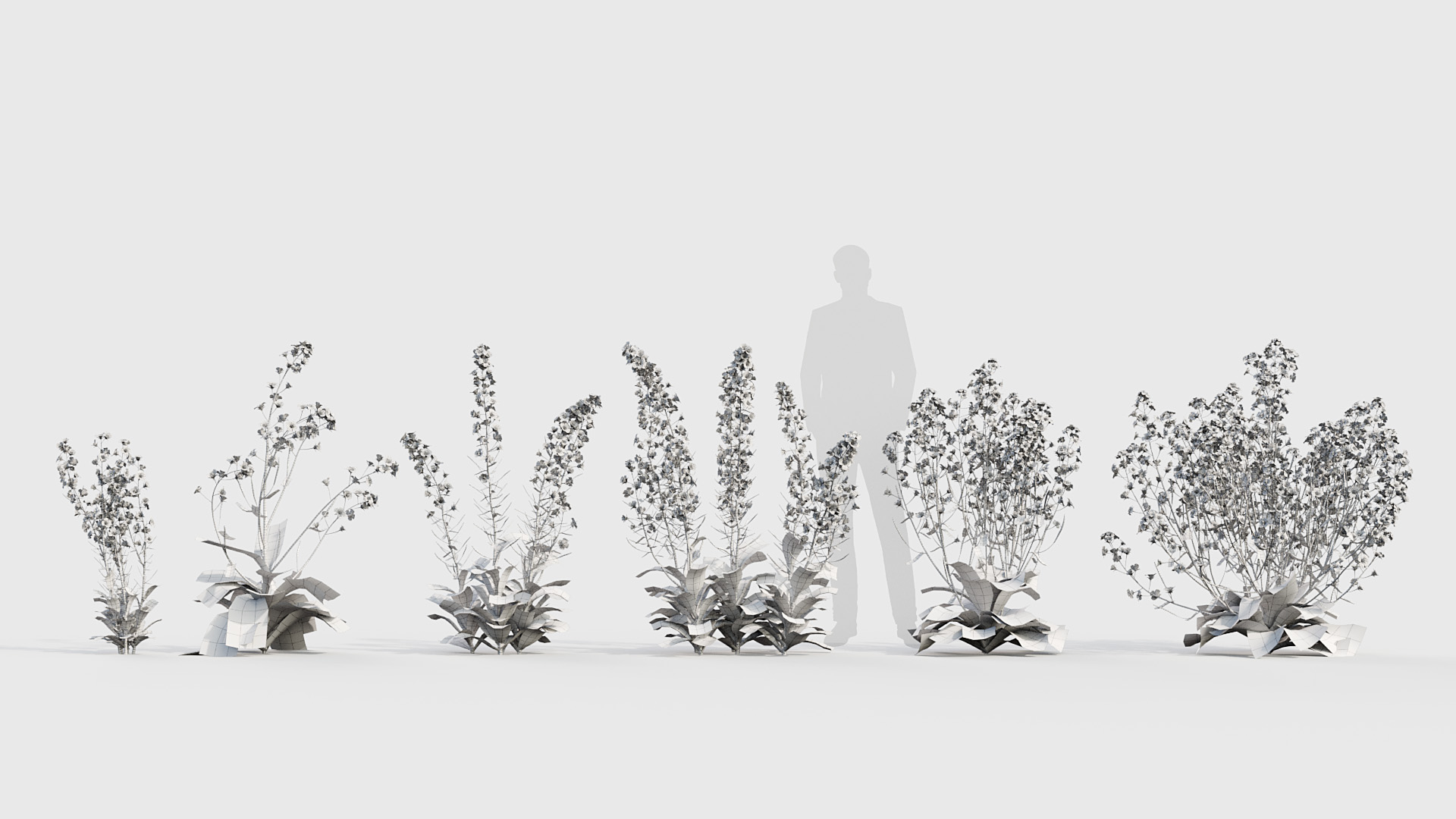 BC_PM_P020_Brassica_napus_01_Wire