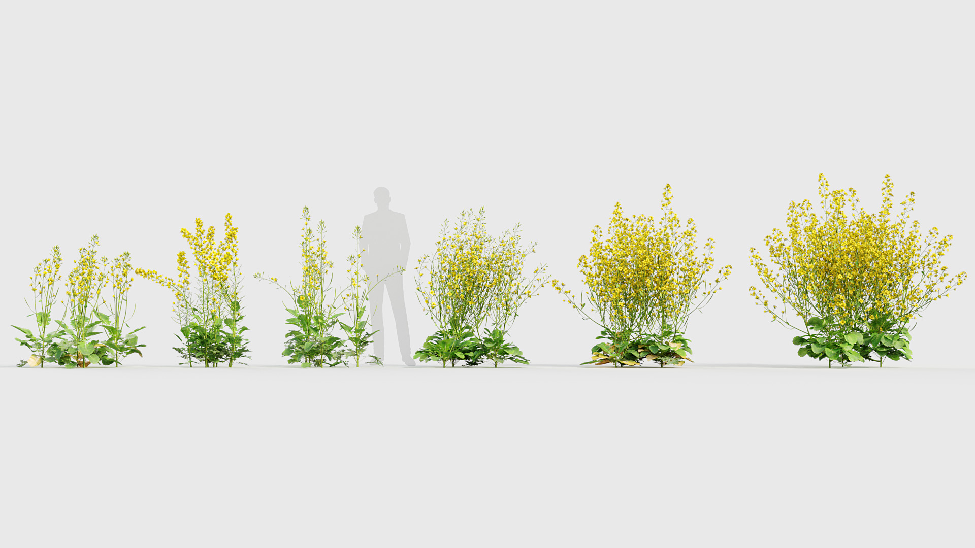 BC_PM_P020_Brassica_napus_02_01