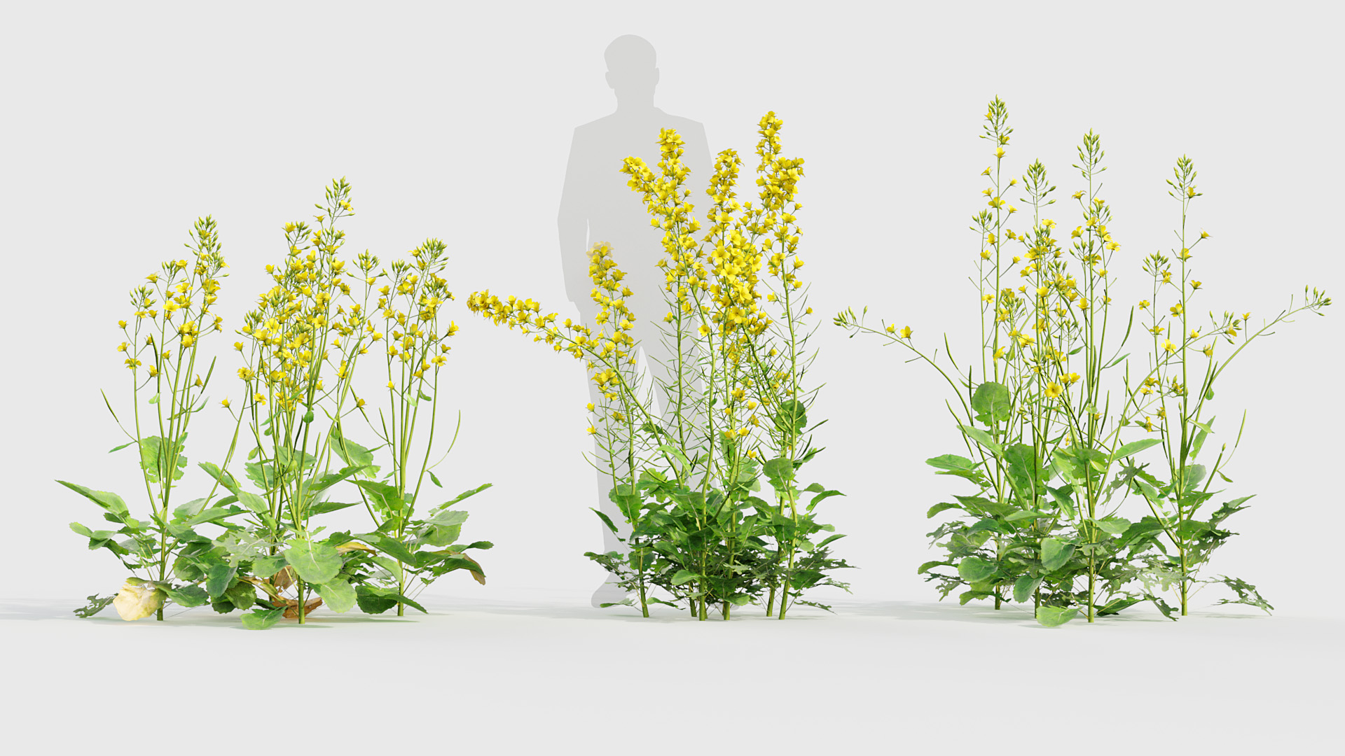 BC_PM_P020_Brassica_napus_02_02