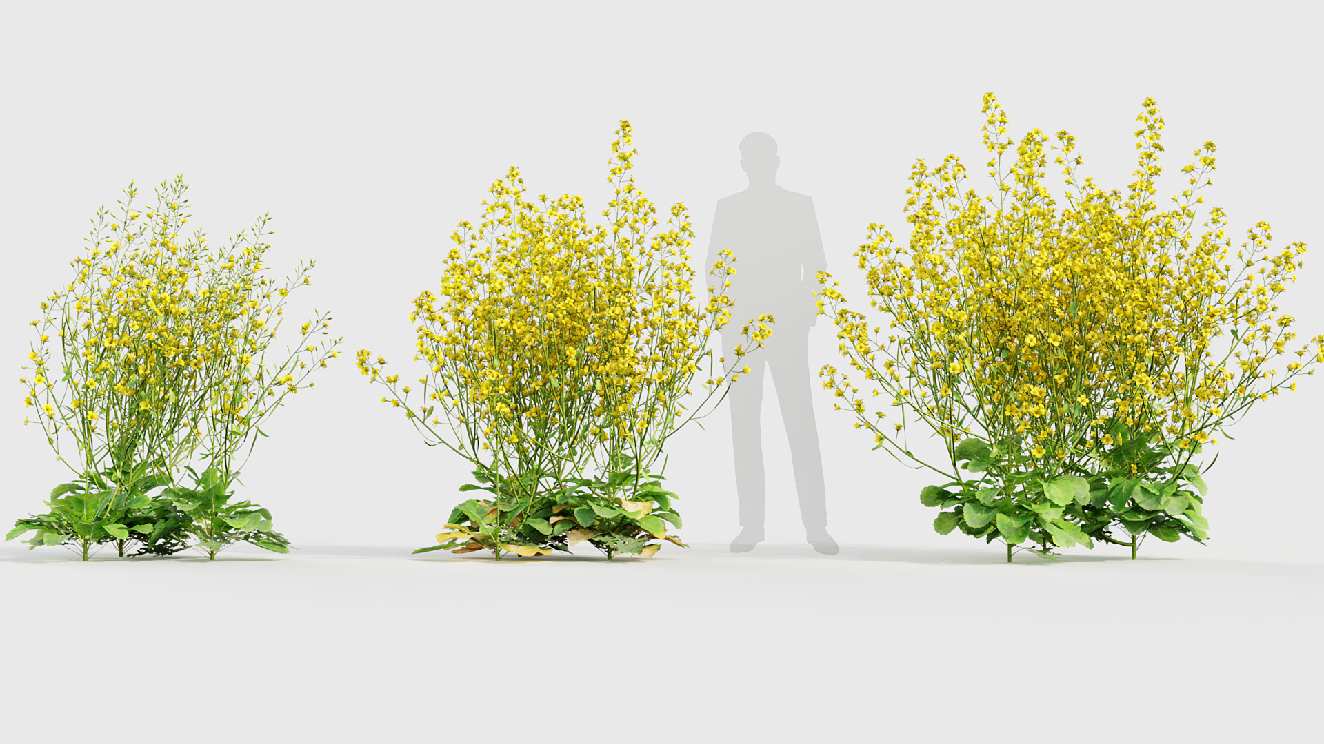 BC_PM_P020_Brassica_napus_02_03