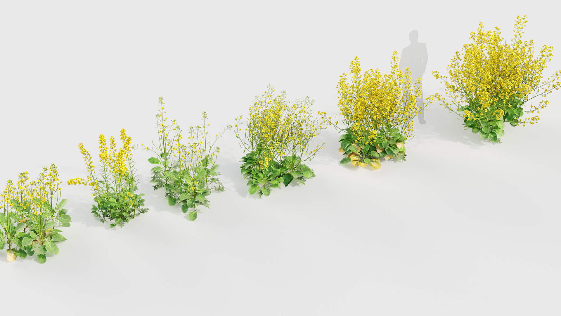 BC_PM_P020_Brassica_napus_02_04