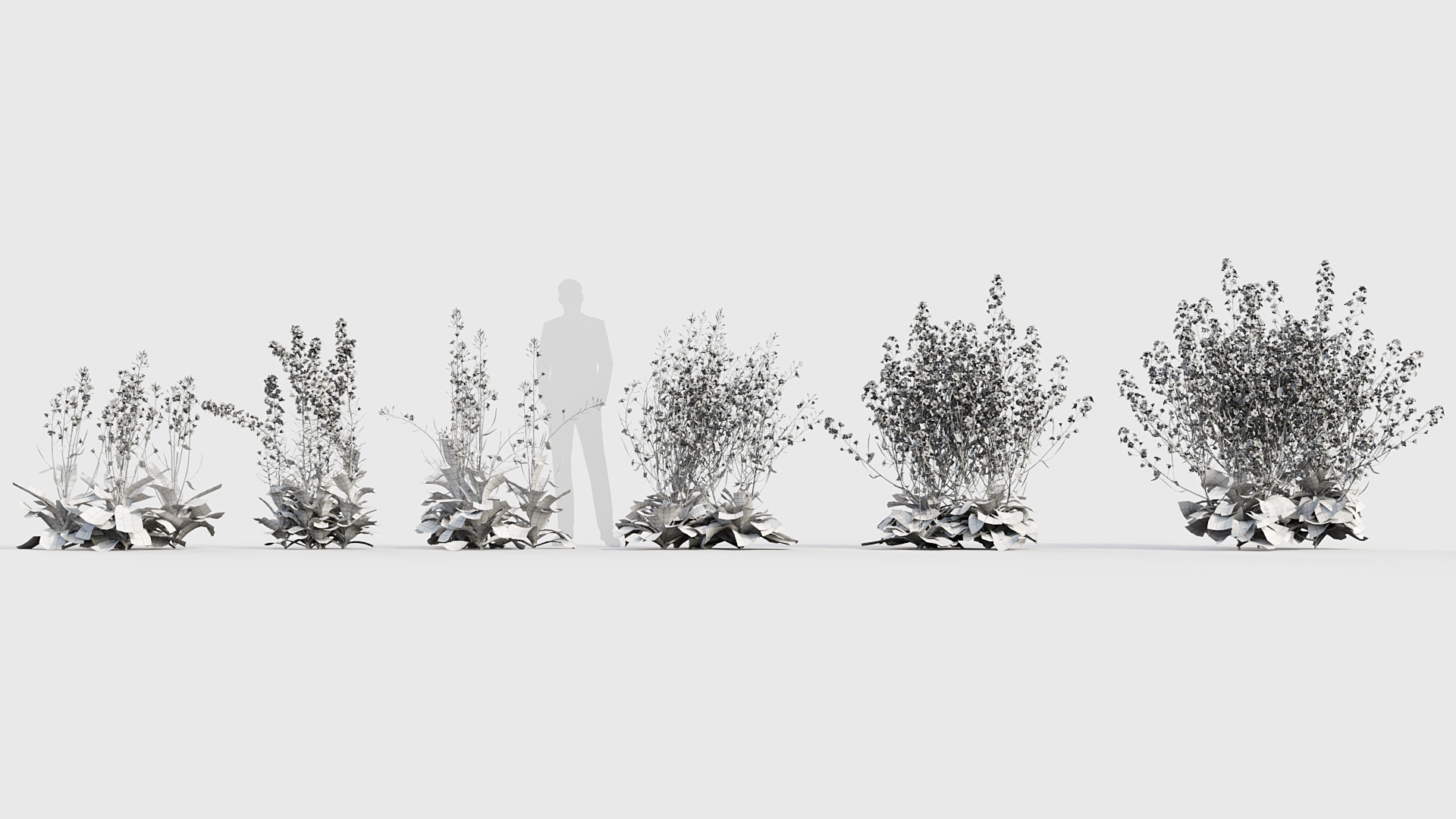 BC_PM_P020_Brassica_napus_02_wire