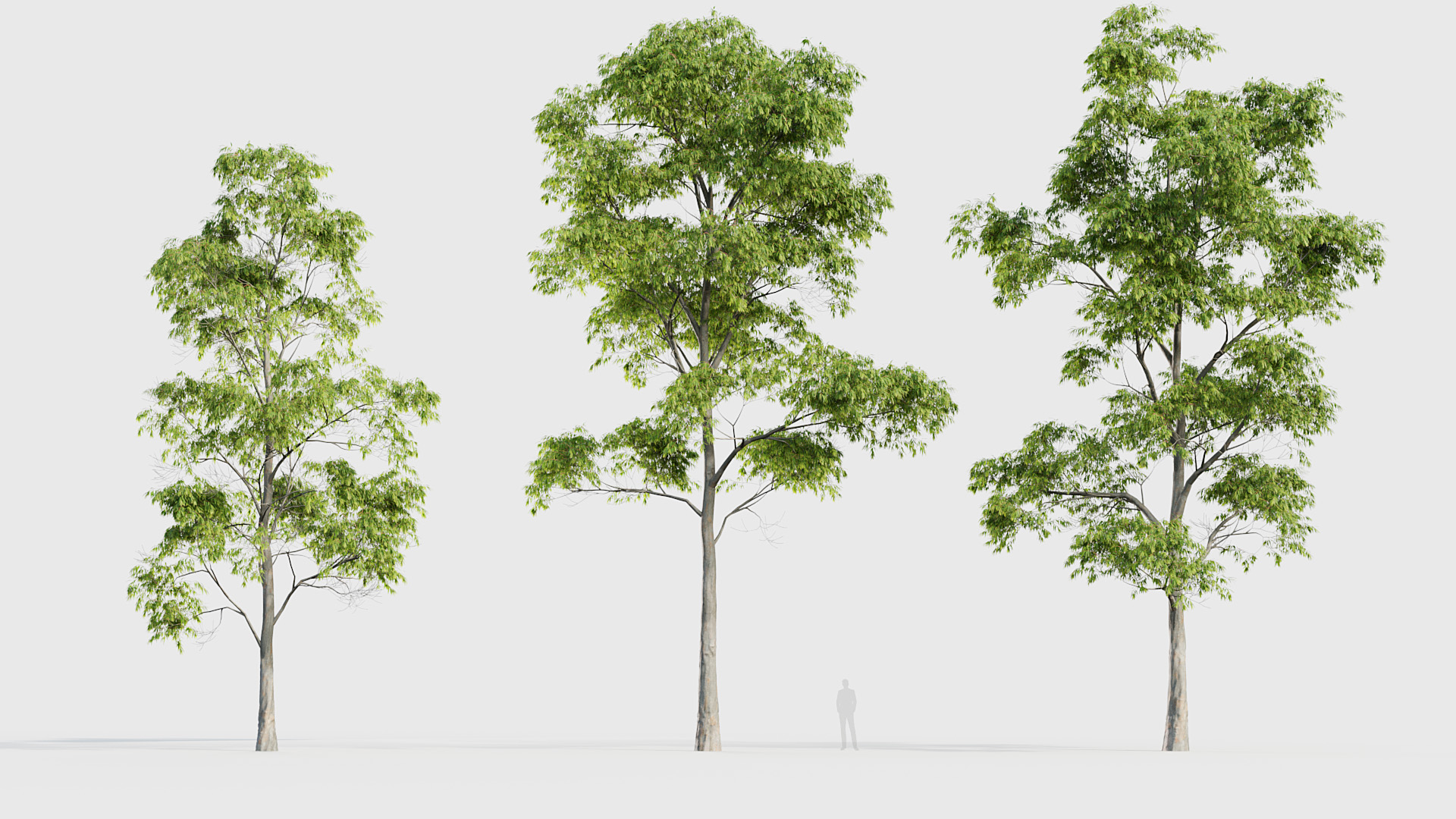 BC_PM_P020_Eucalyptus_saligna_01_03