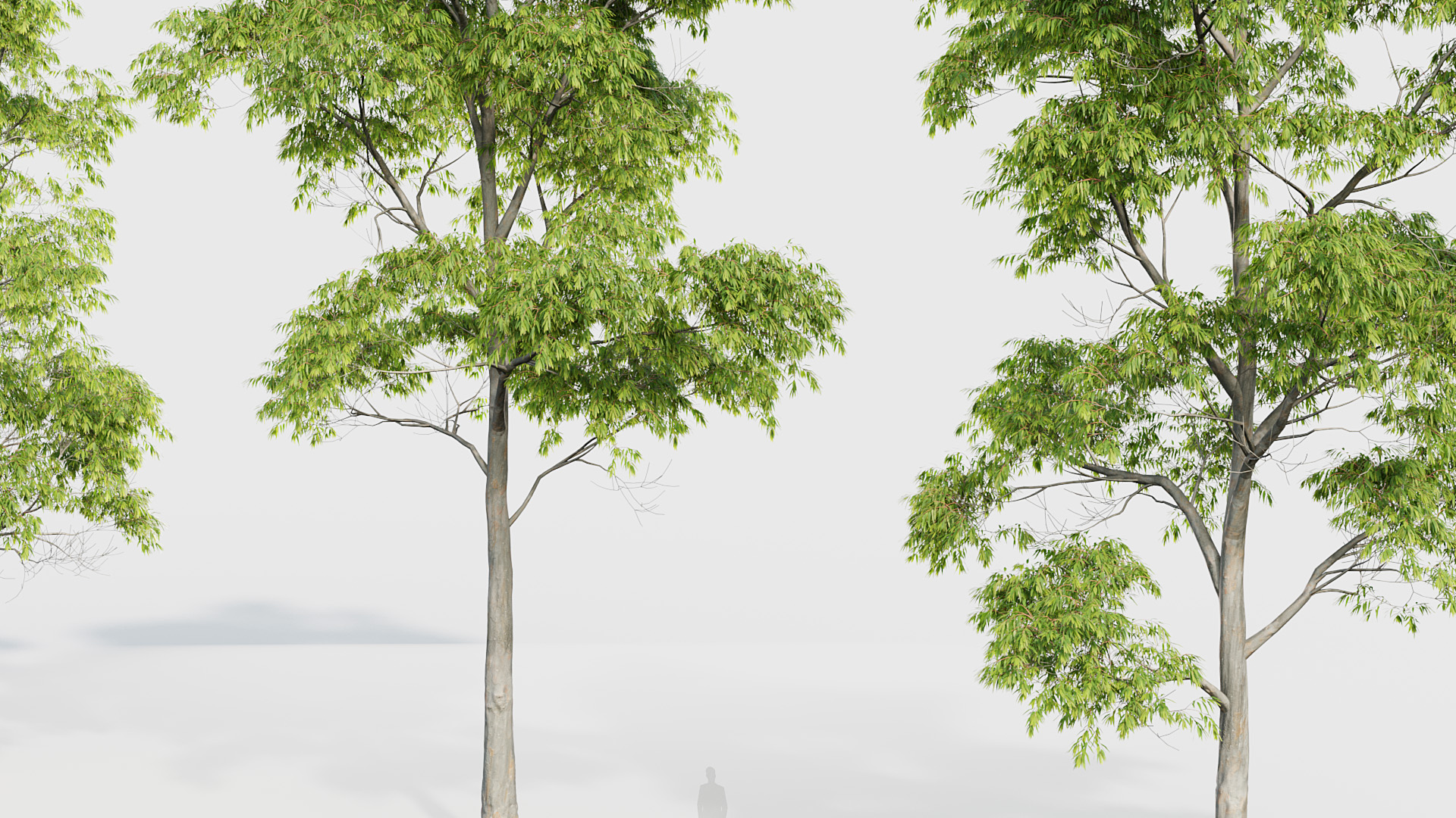 BC_PM_P020_Eucalyptus_saligna_01_04