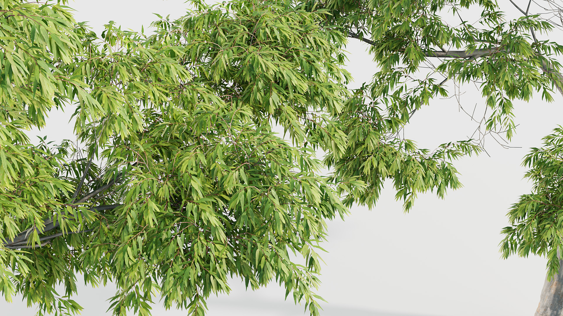 BC_PM_P020_Eucalyptus_saligna_01_05