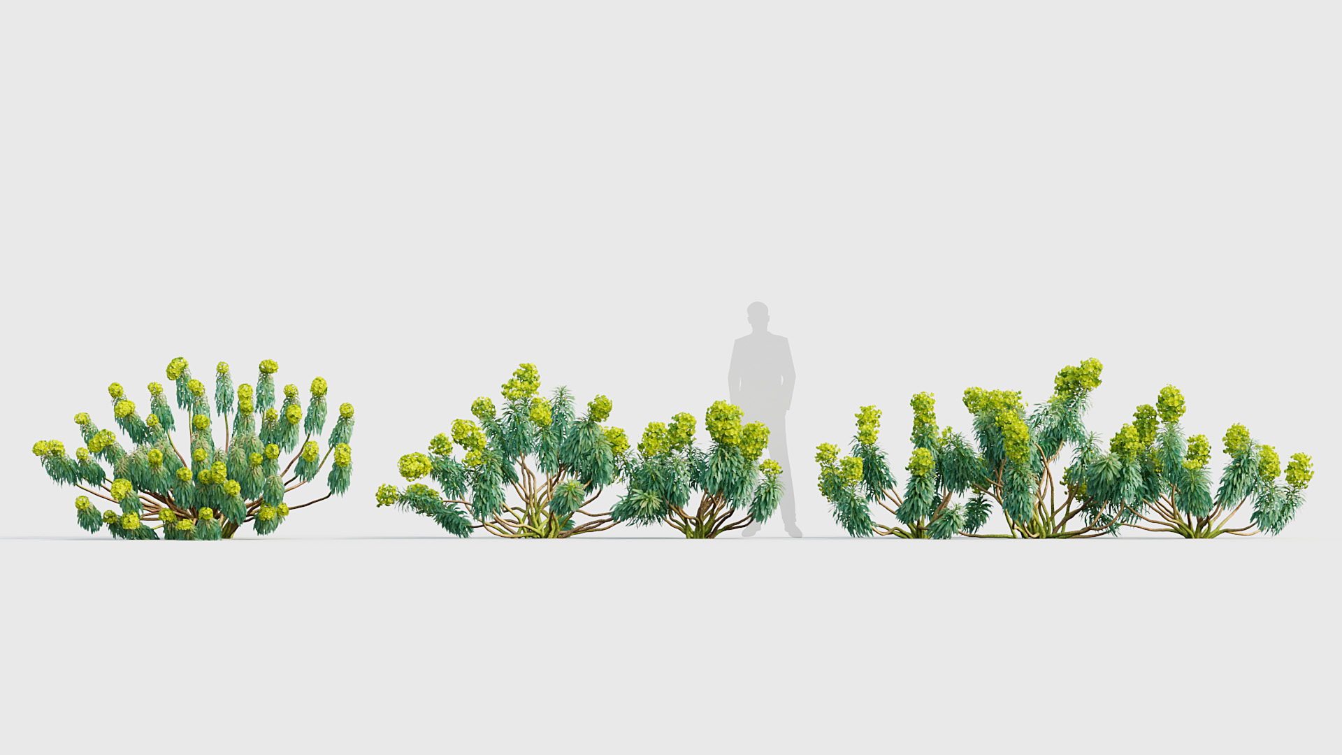 BC_PM_P020_Euphorbia_characias_02_03