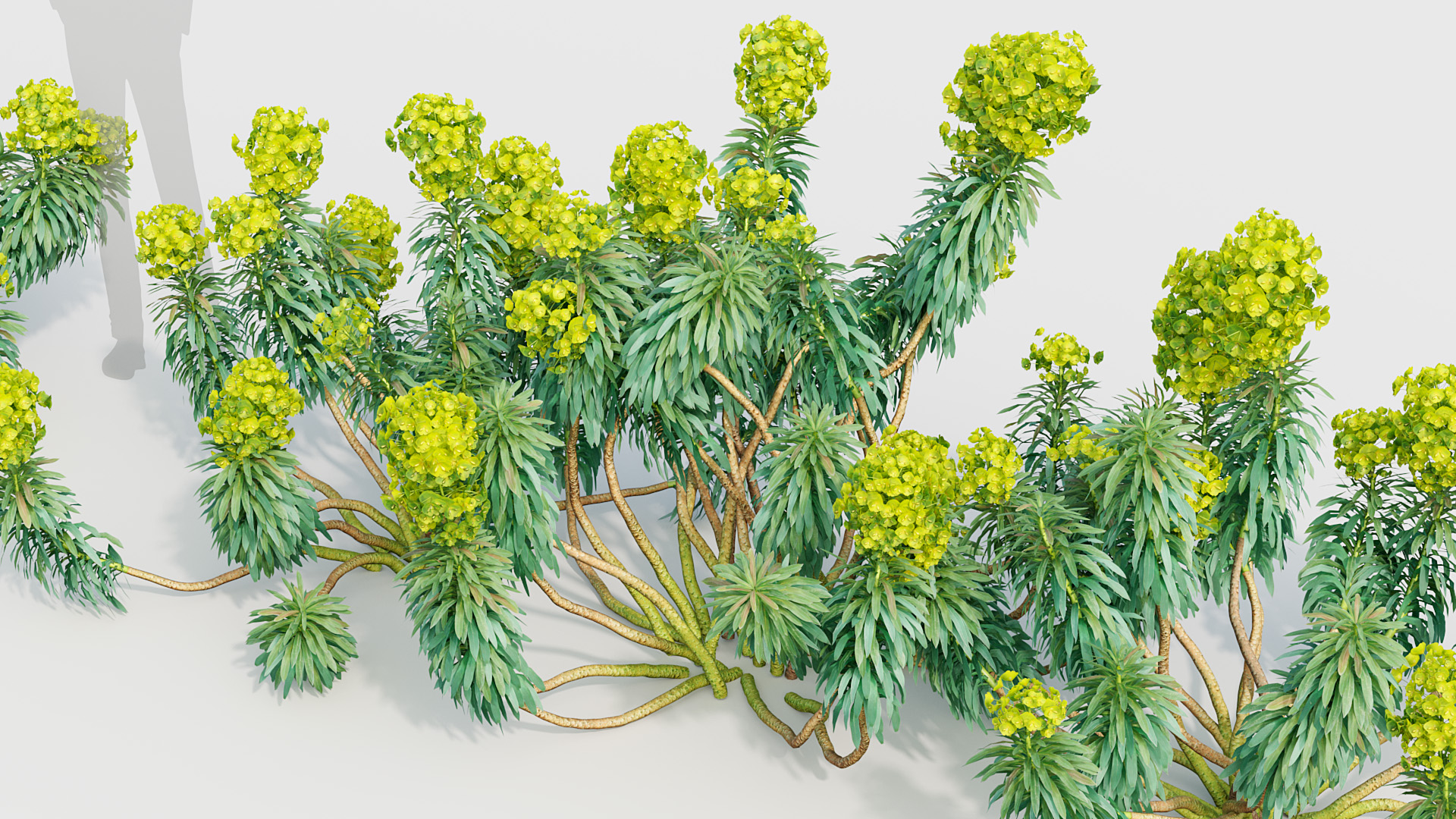 BC_PM_P020_Euphorbia_characias_02_04