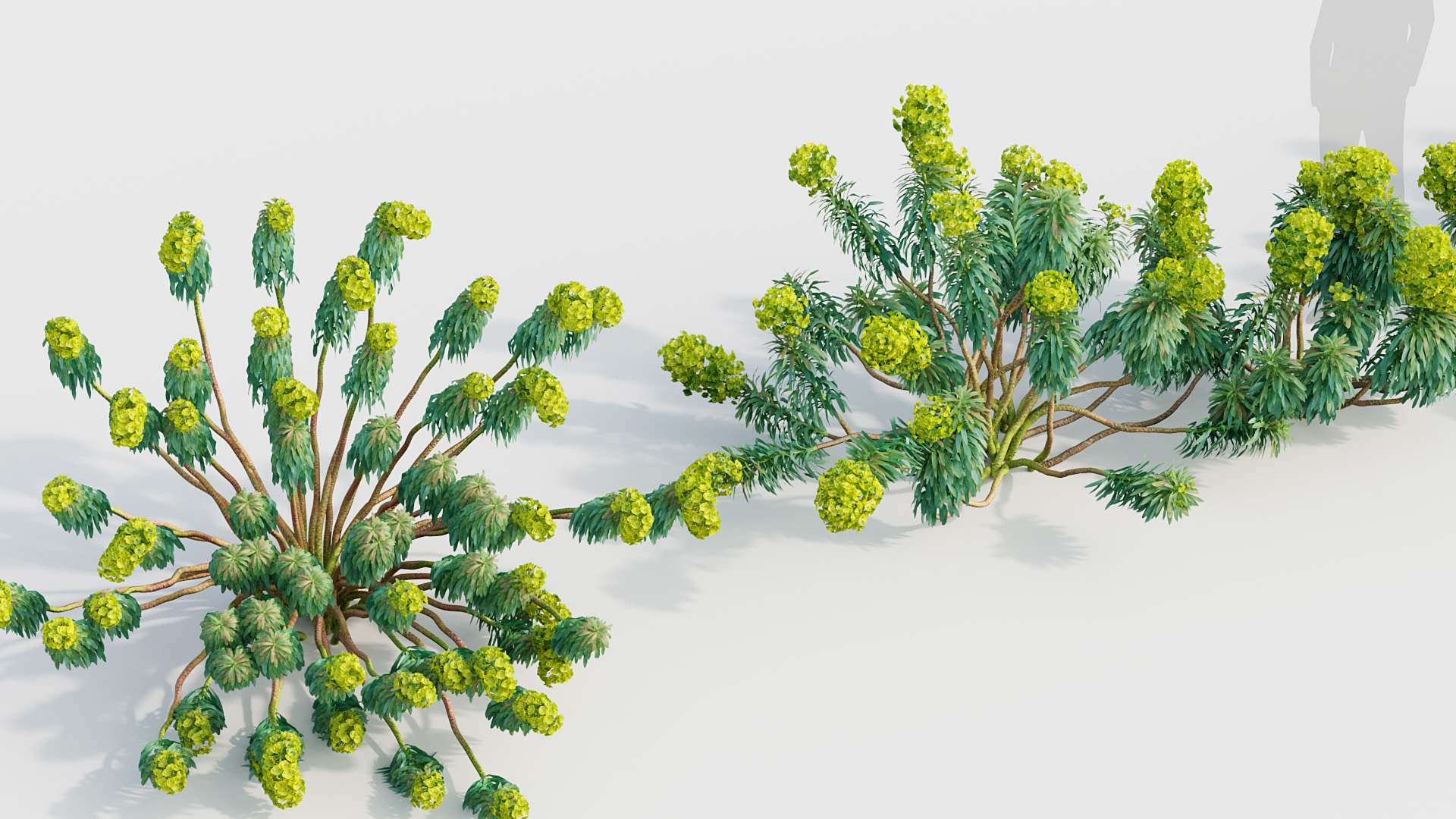 BC_PM_P020_Euphorbia_characias_02_05