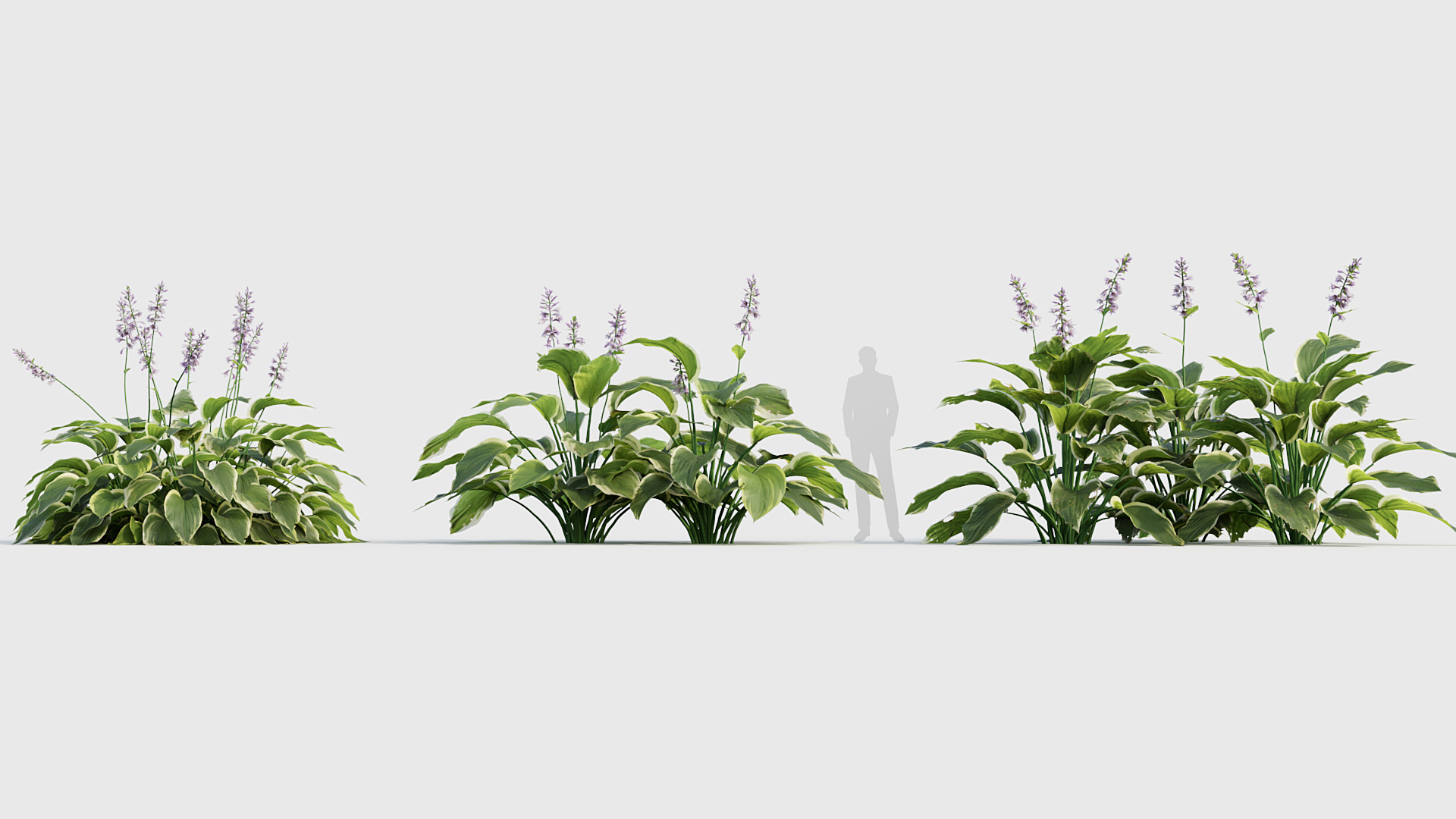 BC_PM_P020_Hosta_02_03