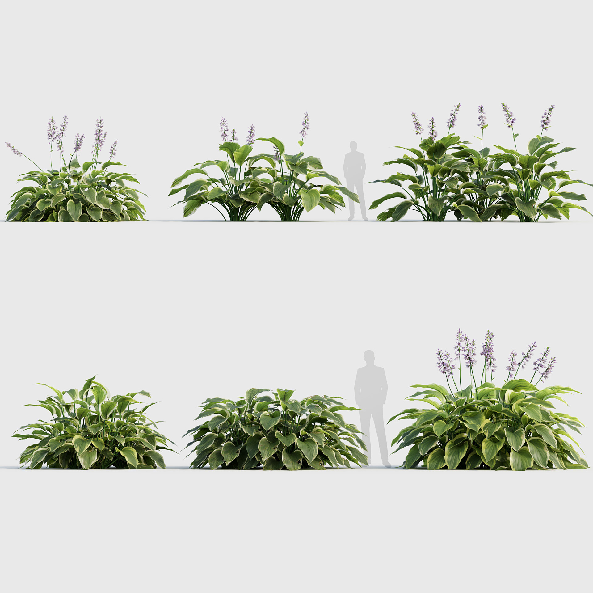 BC_PM_P020_Hosta_02_PRV