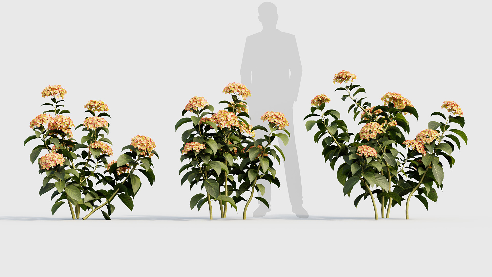 BC_PM_P020_Hydrangea_macrophylla_04_02