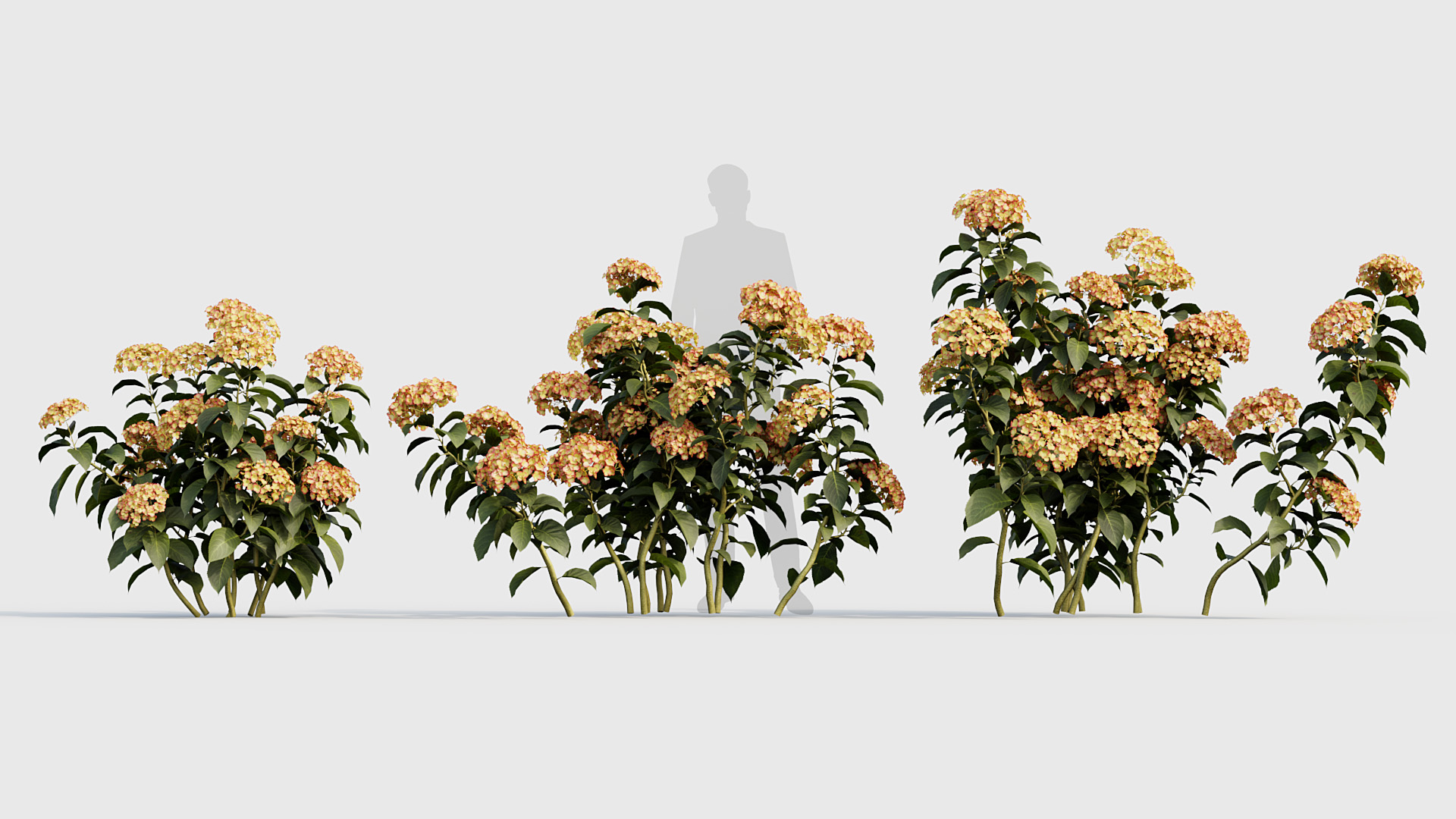 BC_PM_P020_Hydrangea_macrophylla_04_03