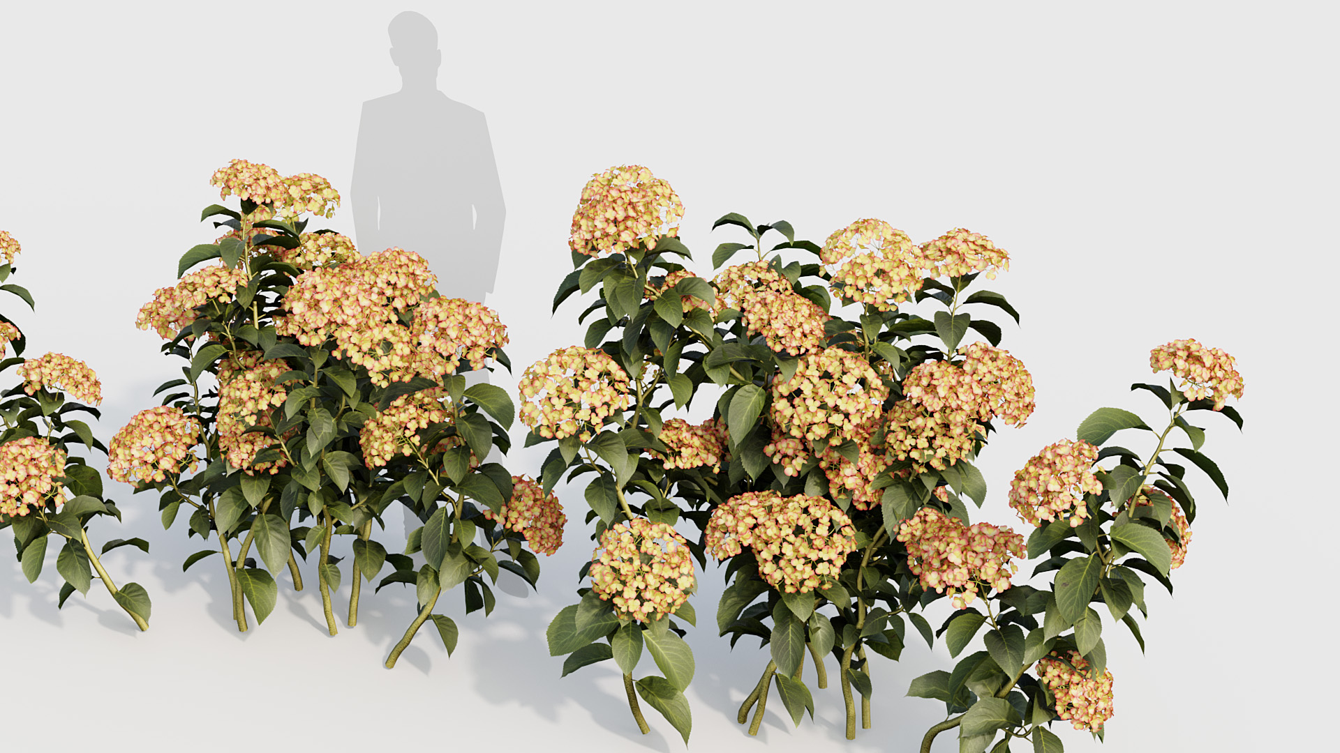 BC_PM_P020_Hydrangea_macrophylla_04_04