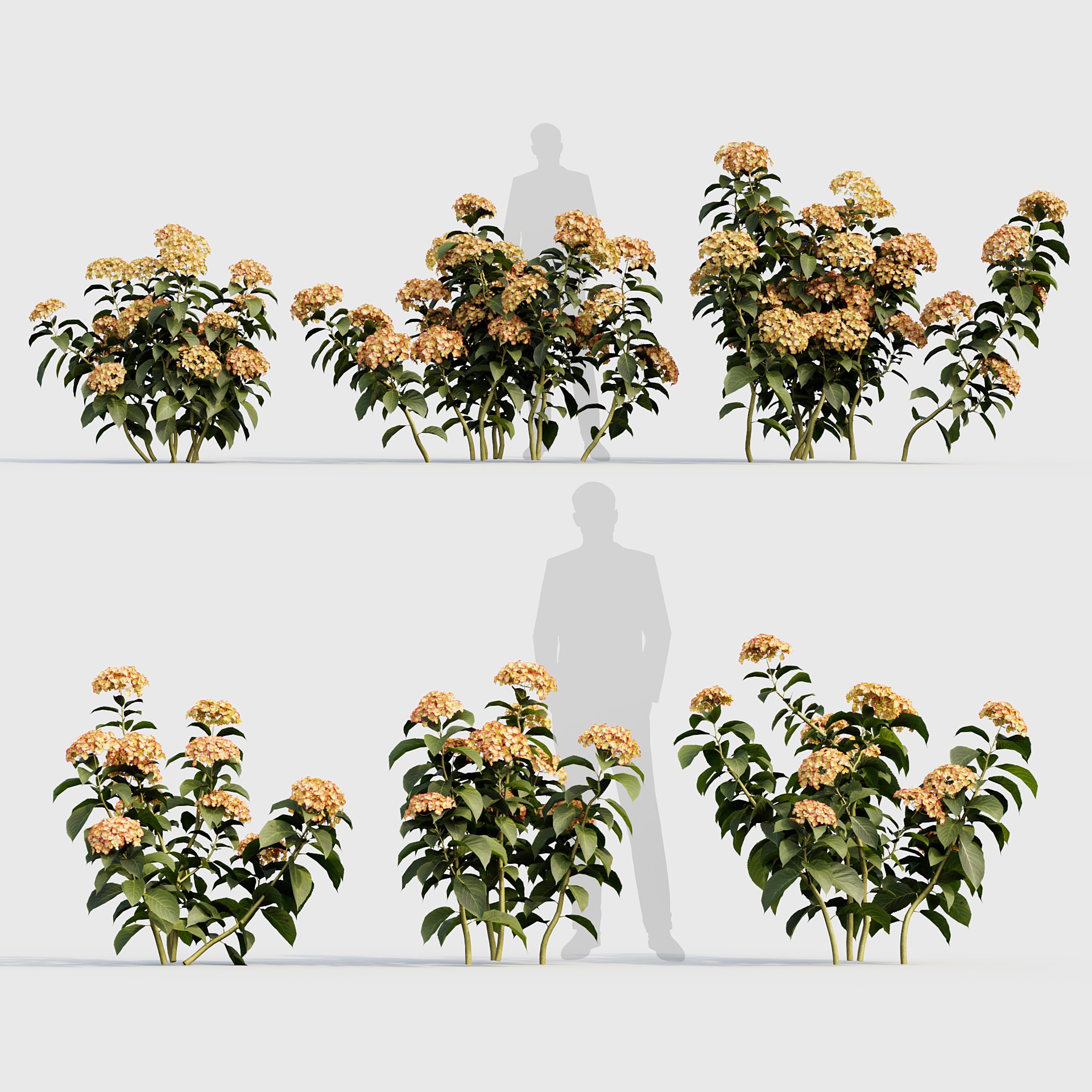 BC_PM_P020_Hydrangea_macrophylla_04_PRV