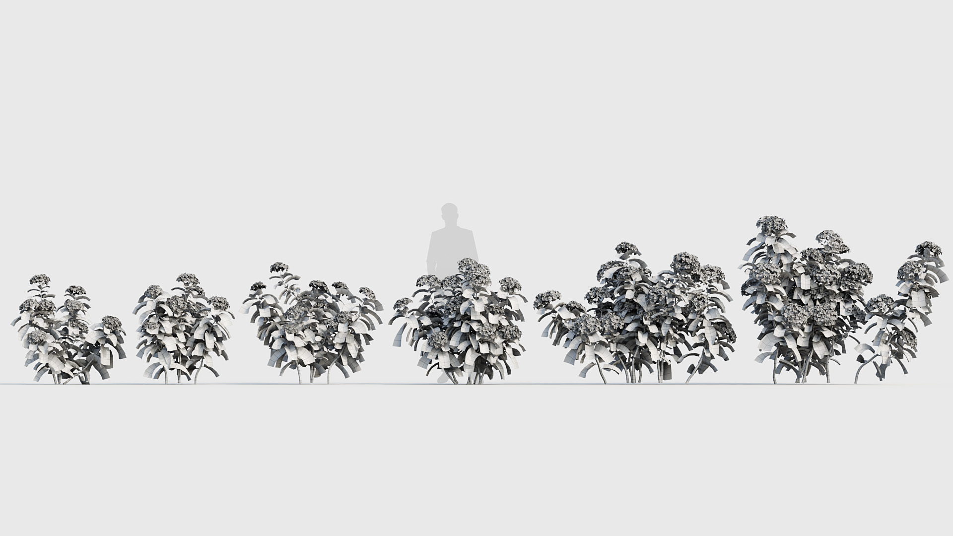 BC_PM_P020_Hydrangea_macrophylla_04_Wire