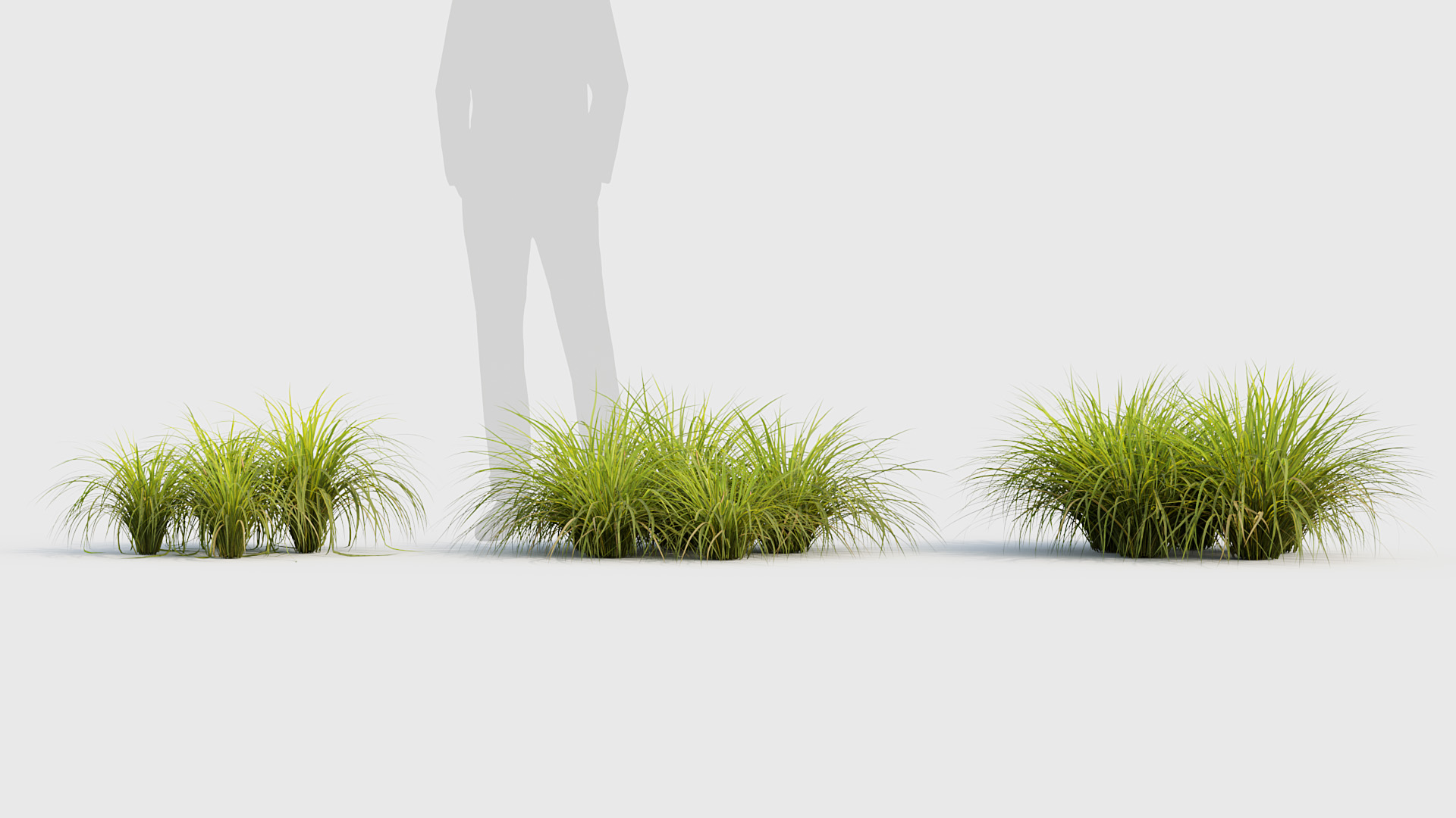 BC_PM_P020_Sweet_flag_01_03