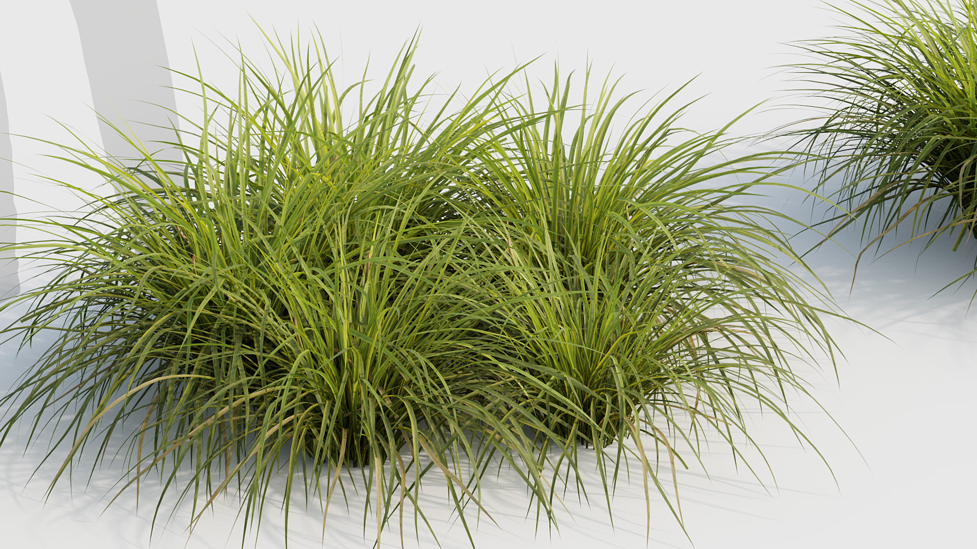 BC_PM_P020_Sweet_flag_01_04