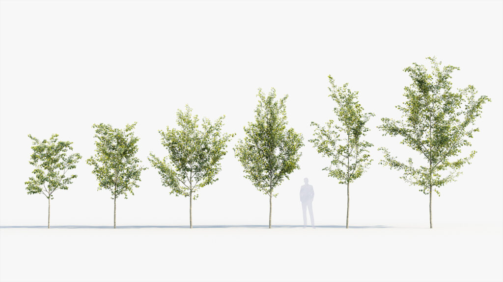 Plant Package 08 – Small Trees – Free 3D model for design.