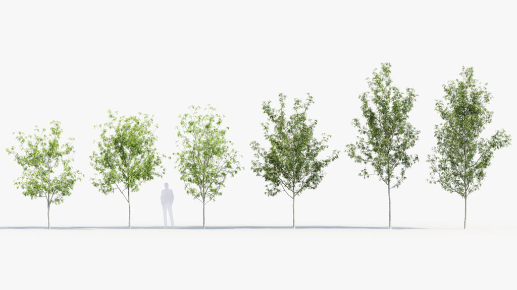 Plant Package 08 – Small Trees – Free 3D model for design.