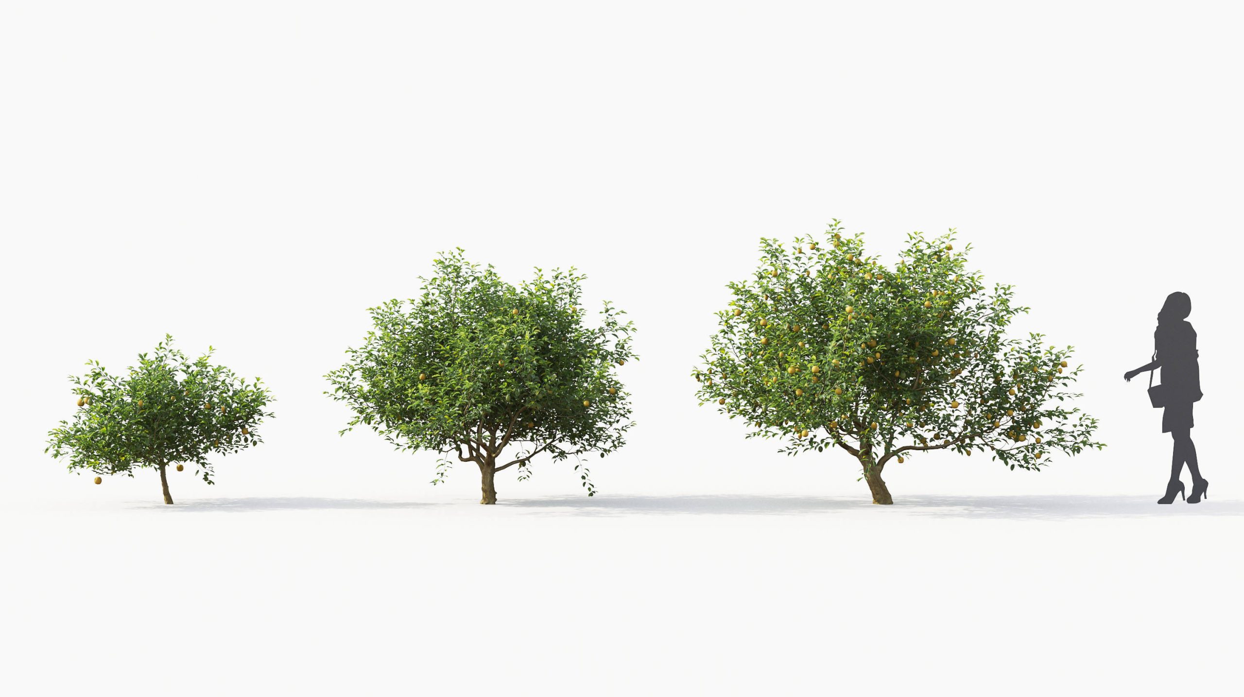 MT_PM_Citrus_limon_02_01---03