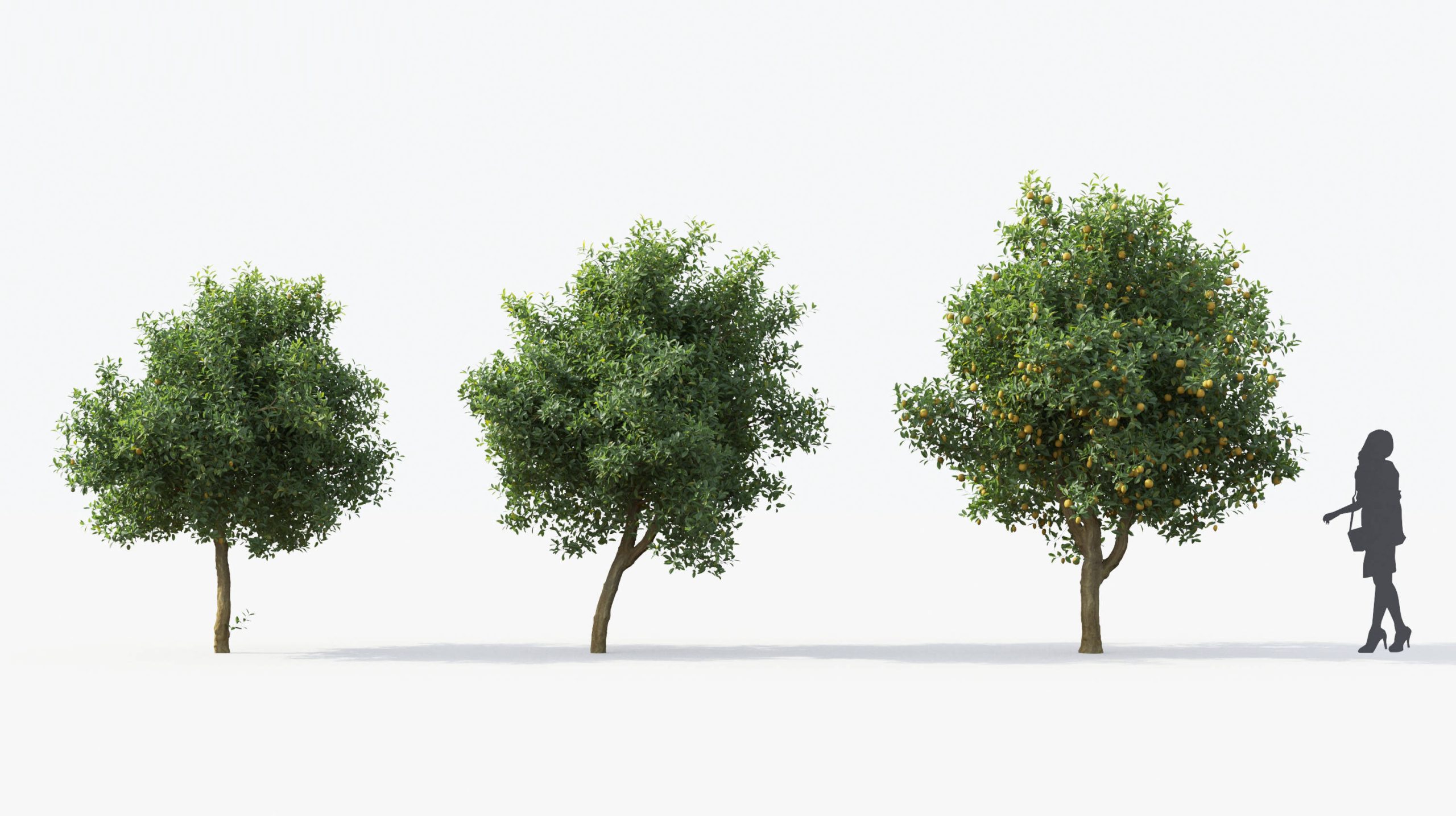 MT_PM_Citrus_limon_02_04---06